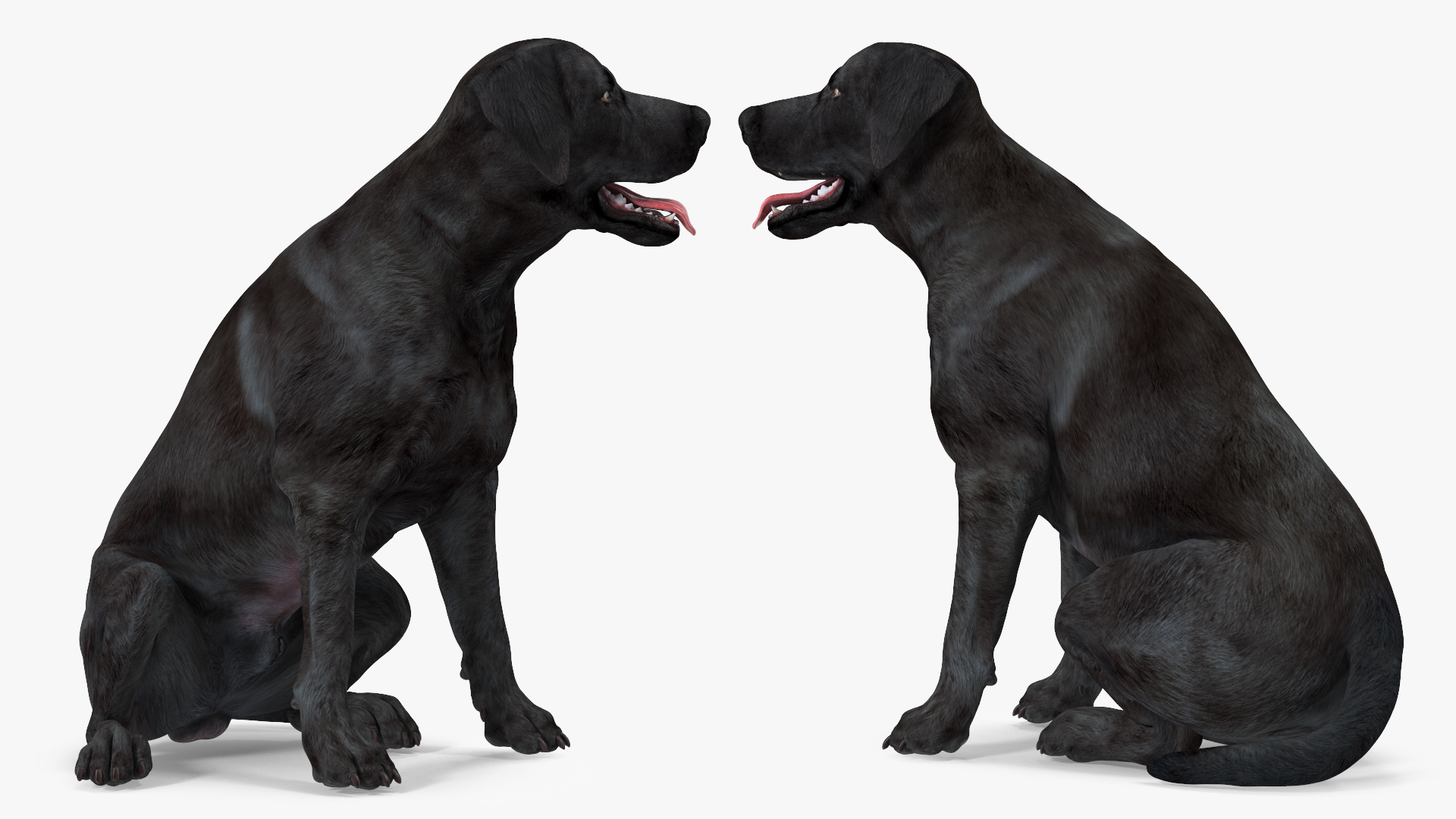 3D model Labrador Dog Black Rigged