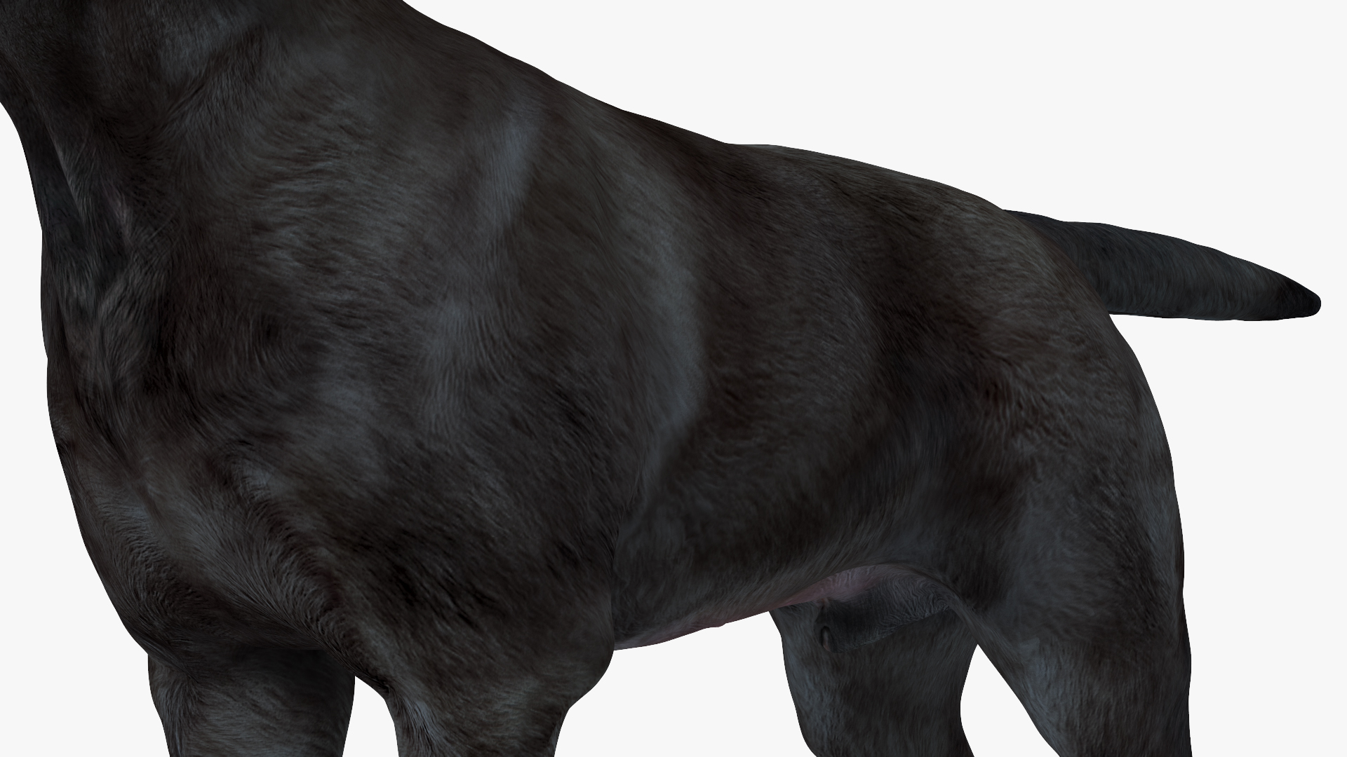 3D model Labrador Dog Black Rigged