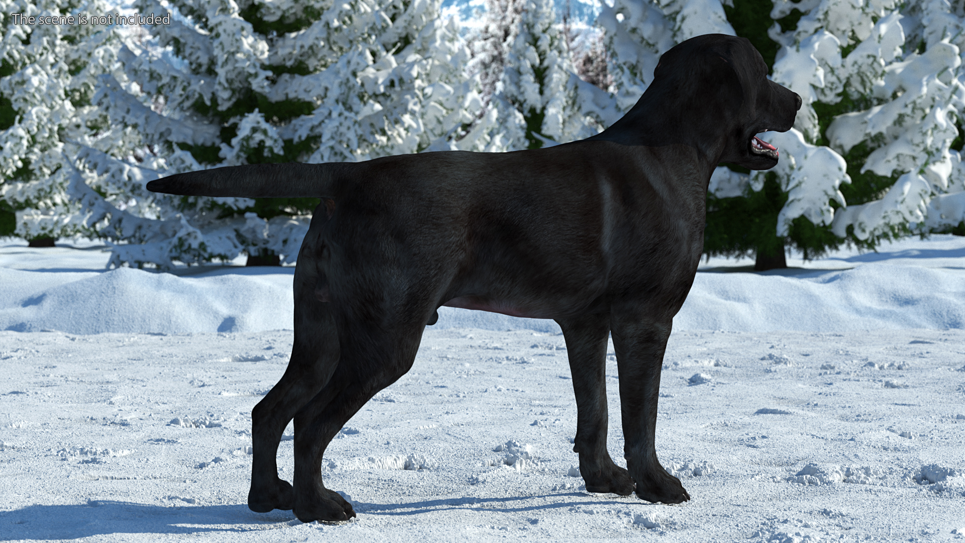 3D model Labrador Dog Black Rigged