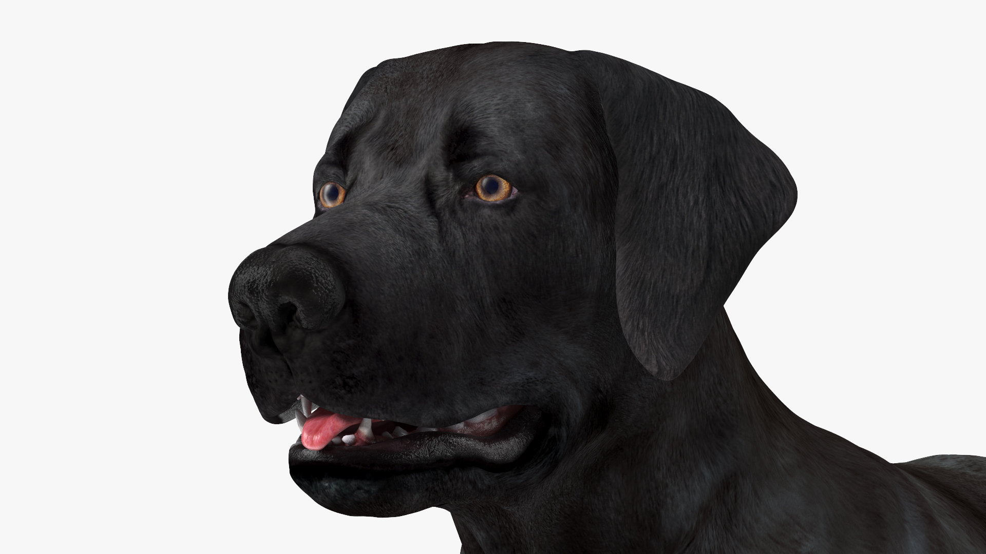 3D model Labrador Dog Black Rigged