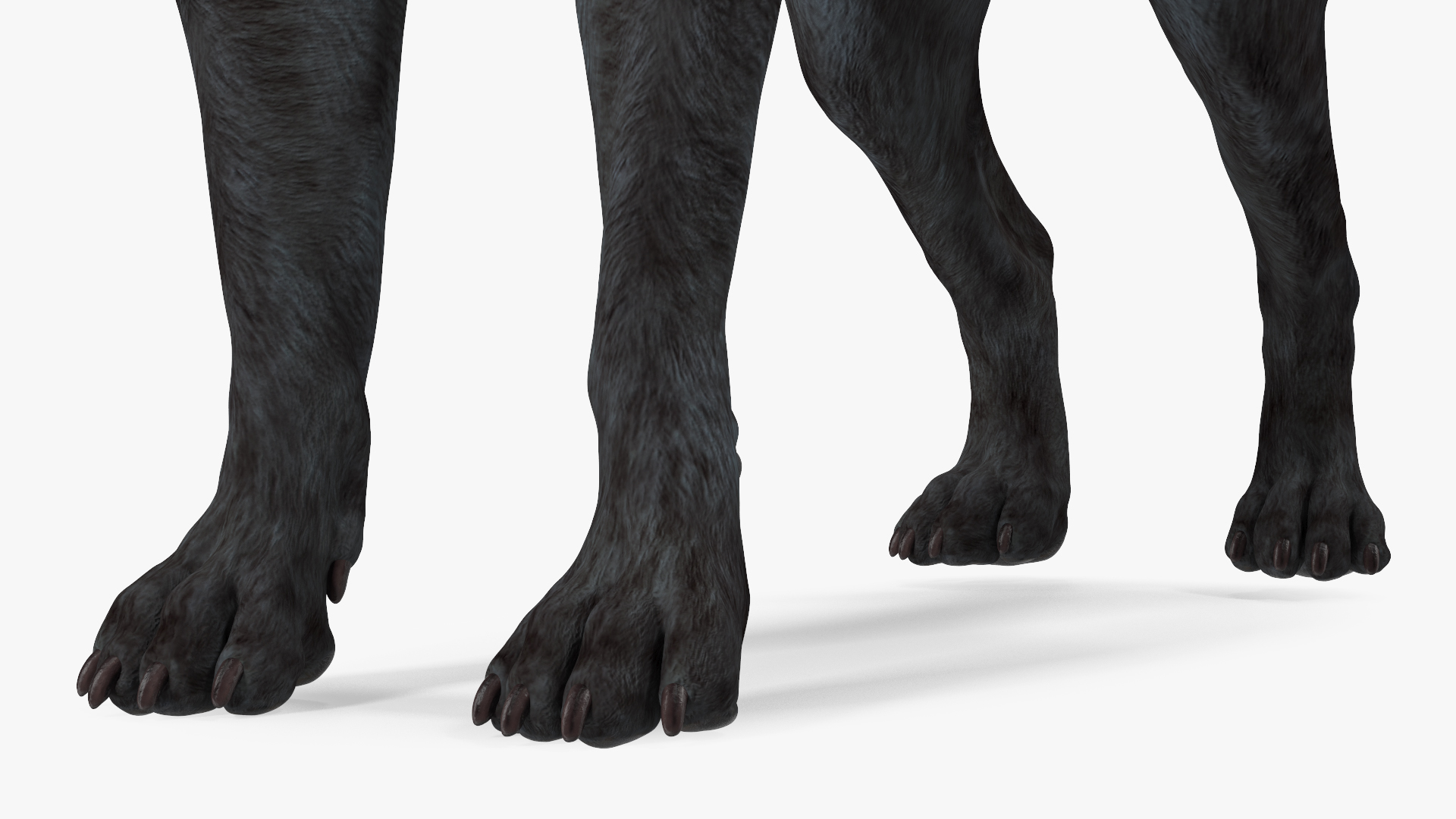 3D model Labrador Dog Black Rigged