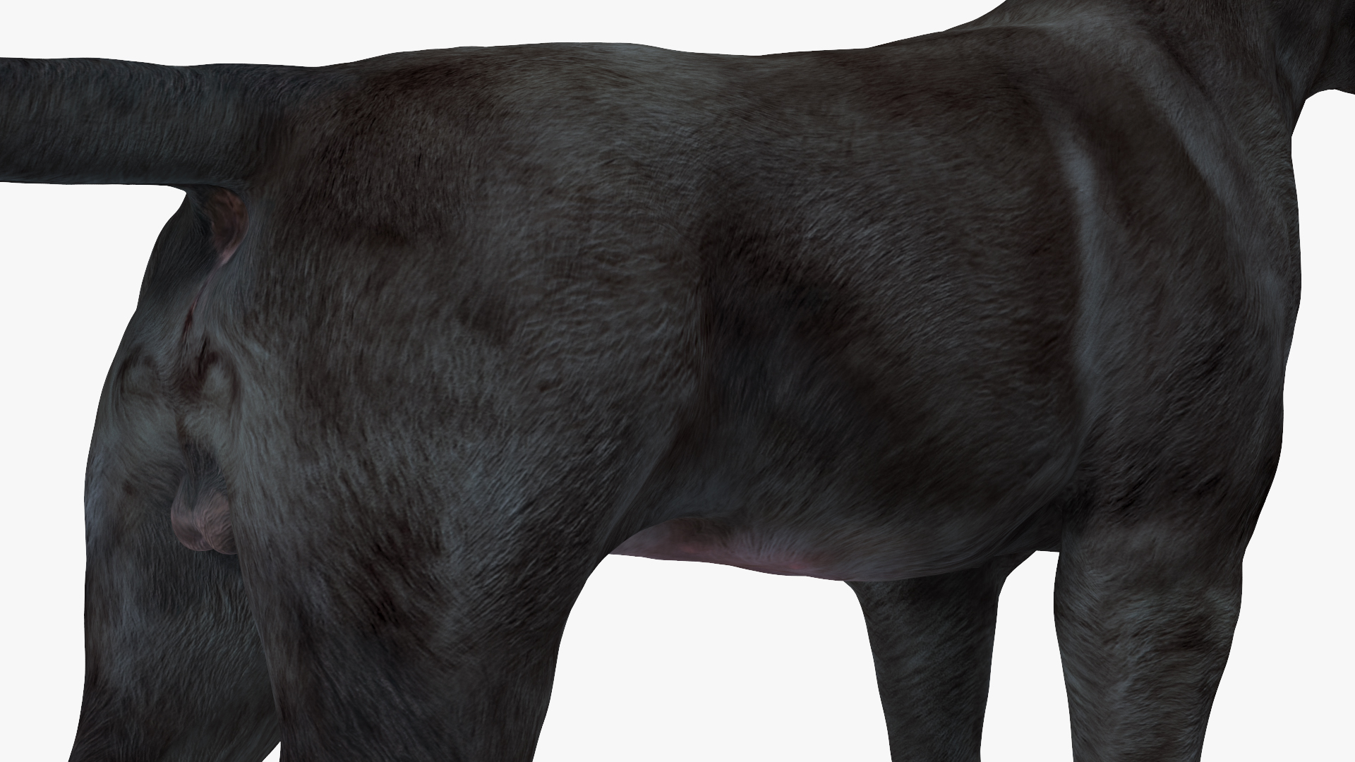 3D model Labrador Dog Black Rigged