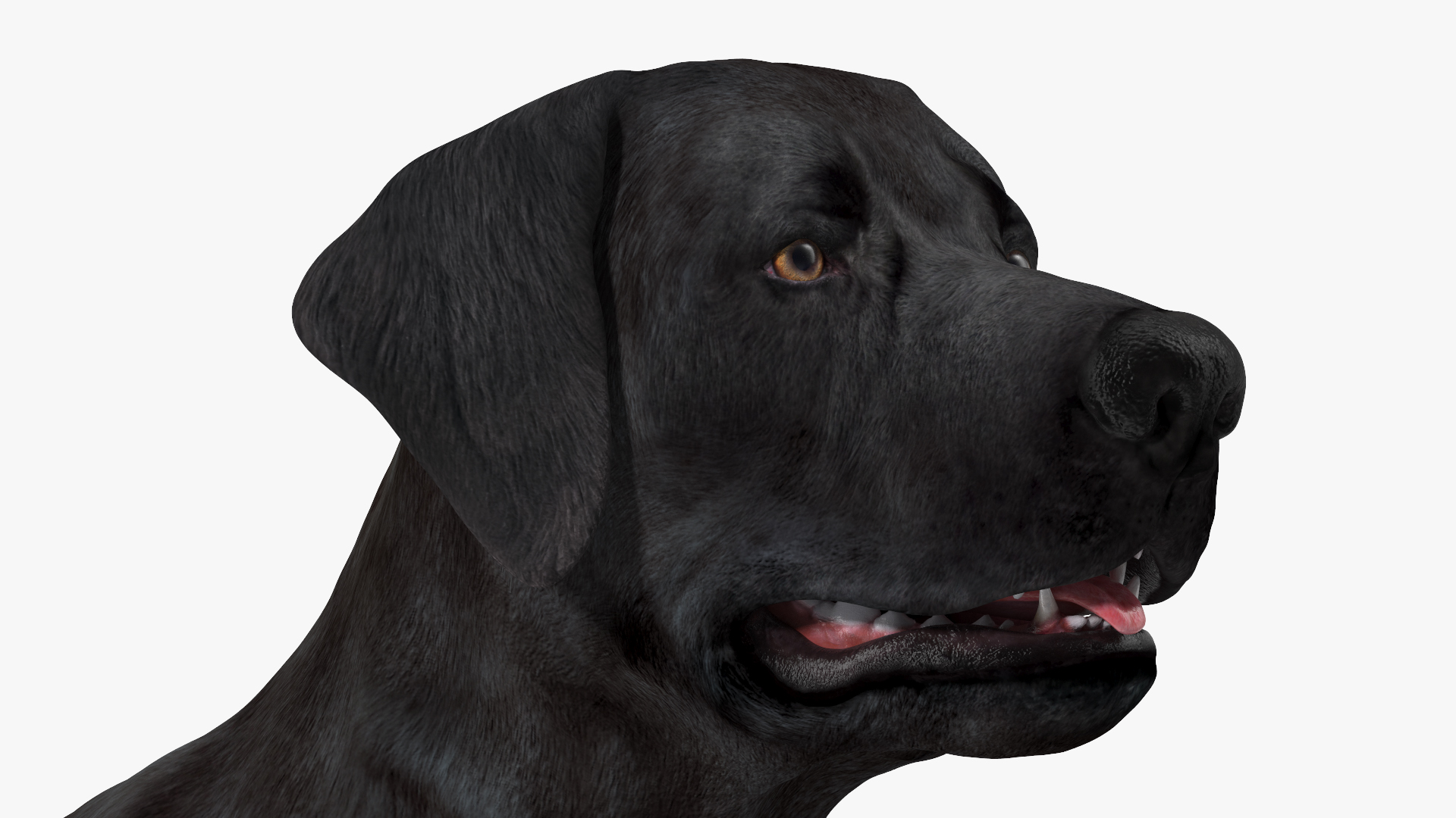 3D model Labrador Dog Black Rigged