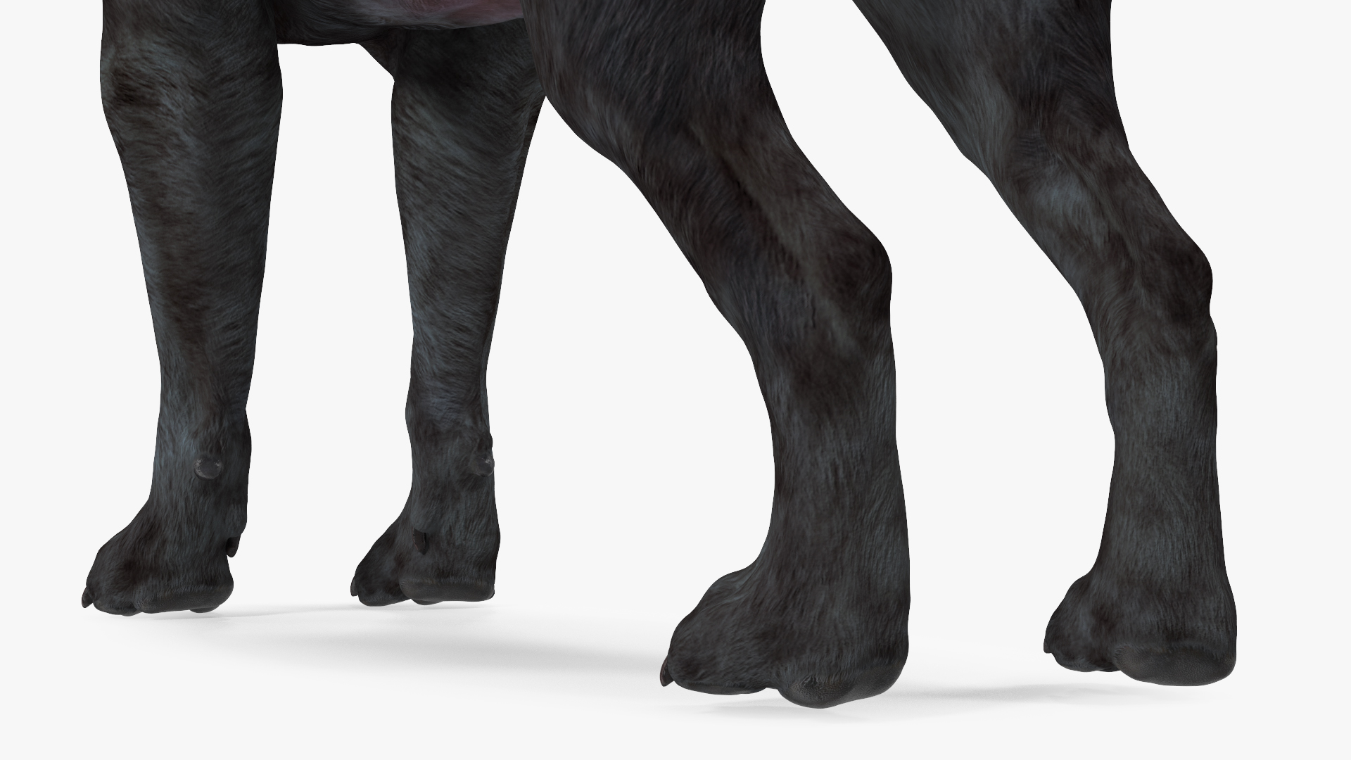 3D model Labrador Dog Black Rigged