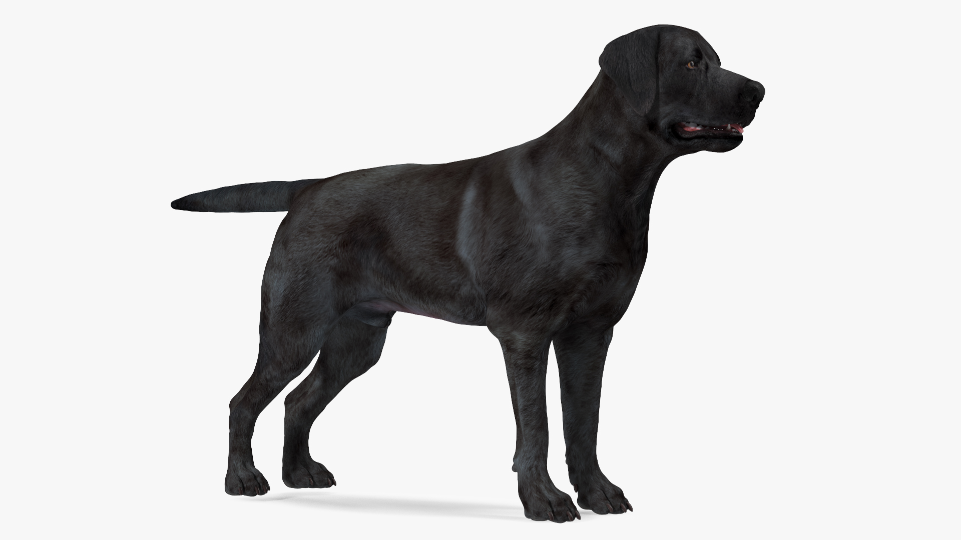 3D model Labrador Dog Black Rigged