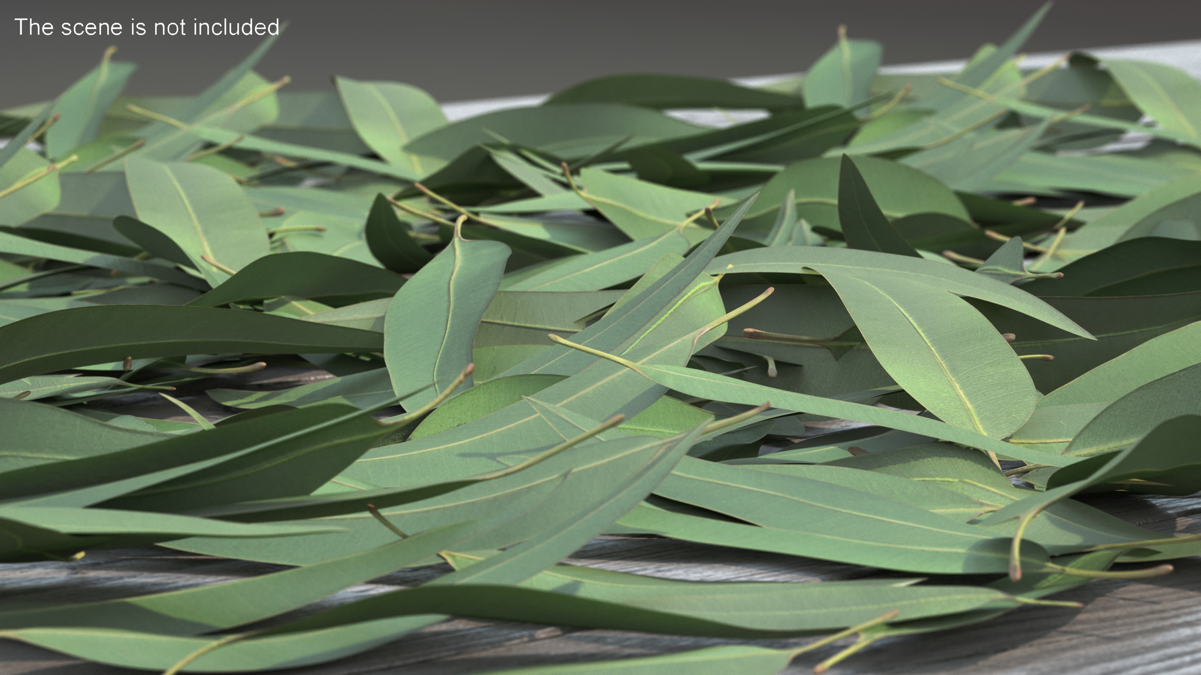 3D Pile of Fresh Eucalyptus Leaves