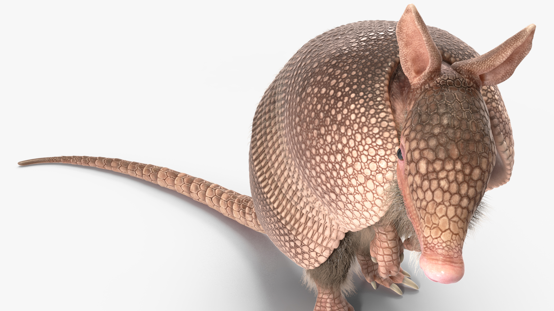 3D Armadillo in Hind Legs Pose Pink Fur