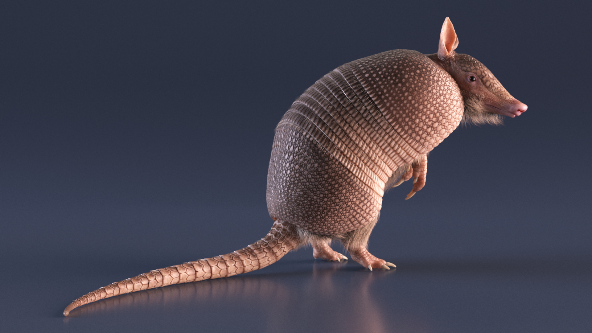 3D Armadillo in Hind Legs Pose Pink Fur