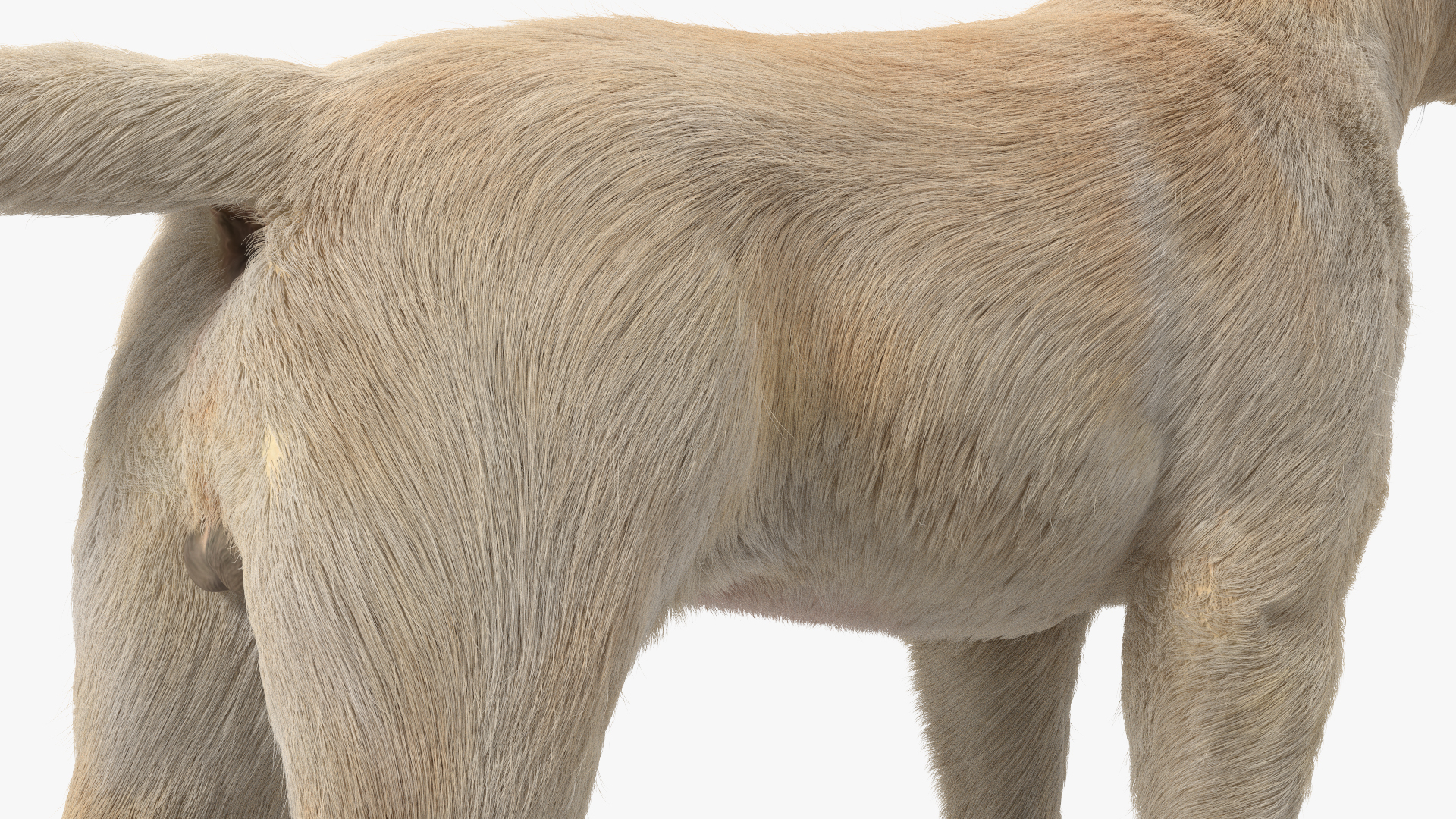 Labrador Dog White Rigged Fur 3D model