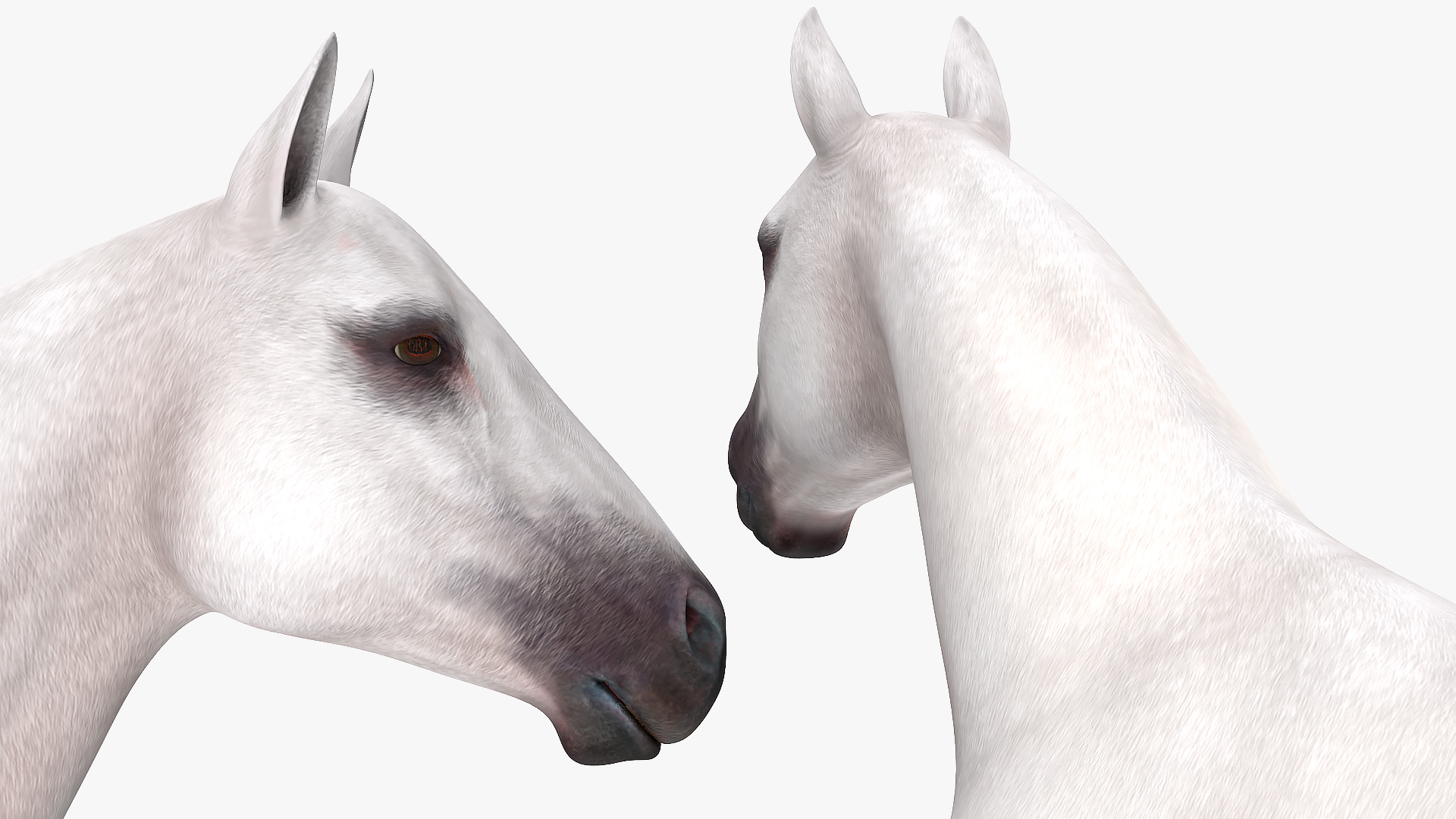 3D White Horse Rigged model