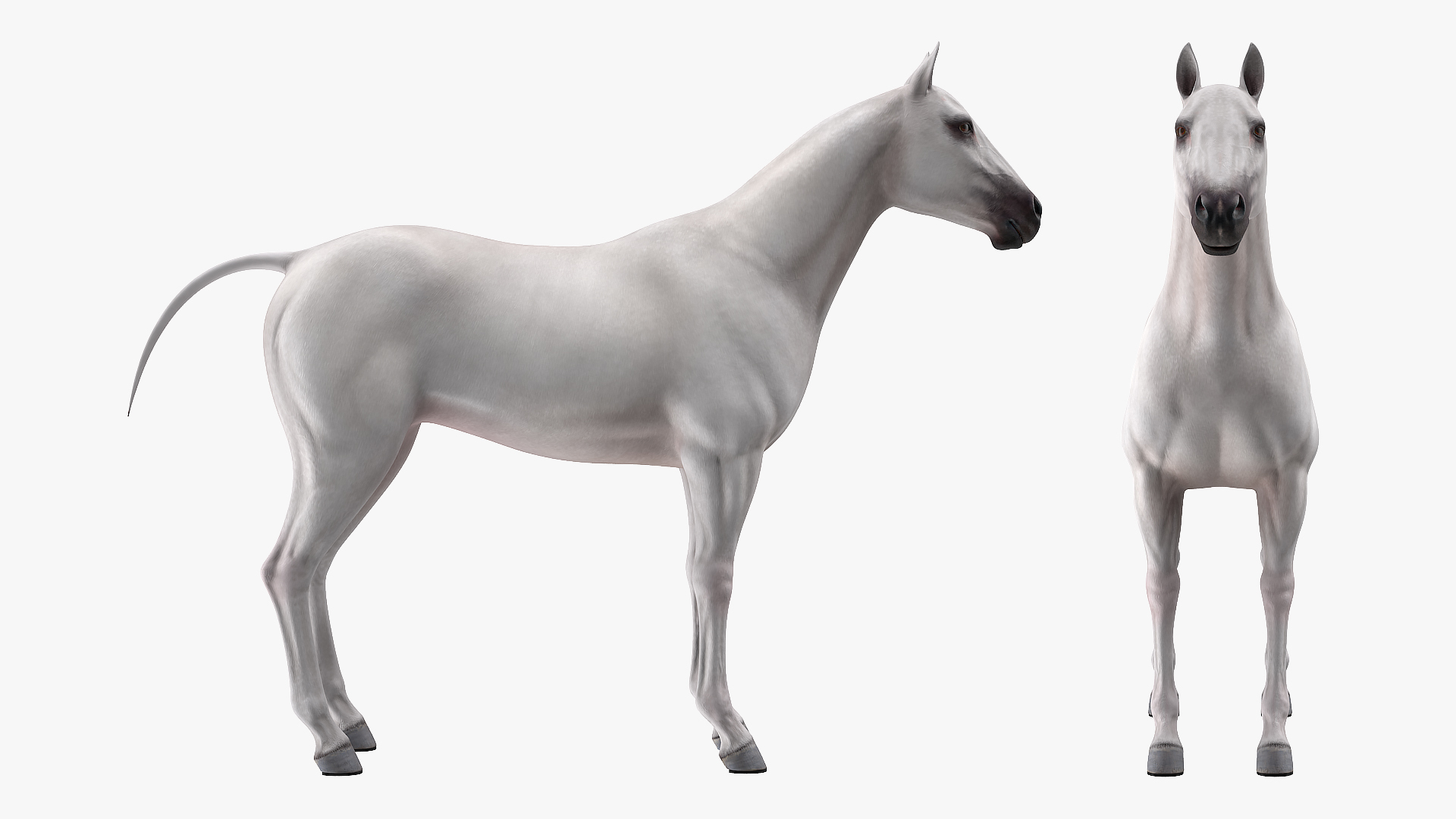 3D White Horse Rigged model