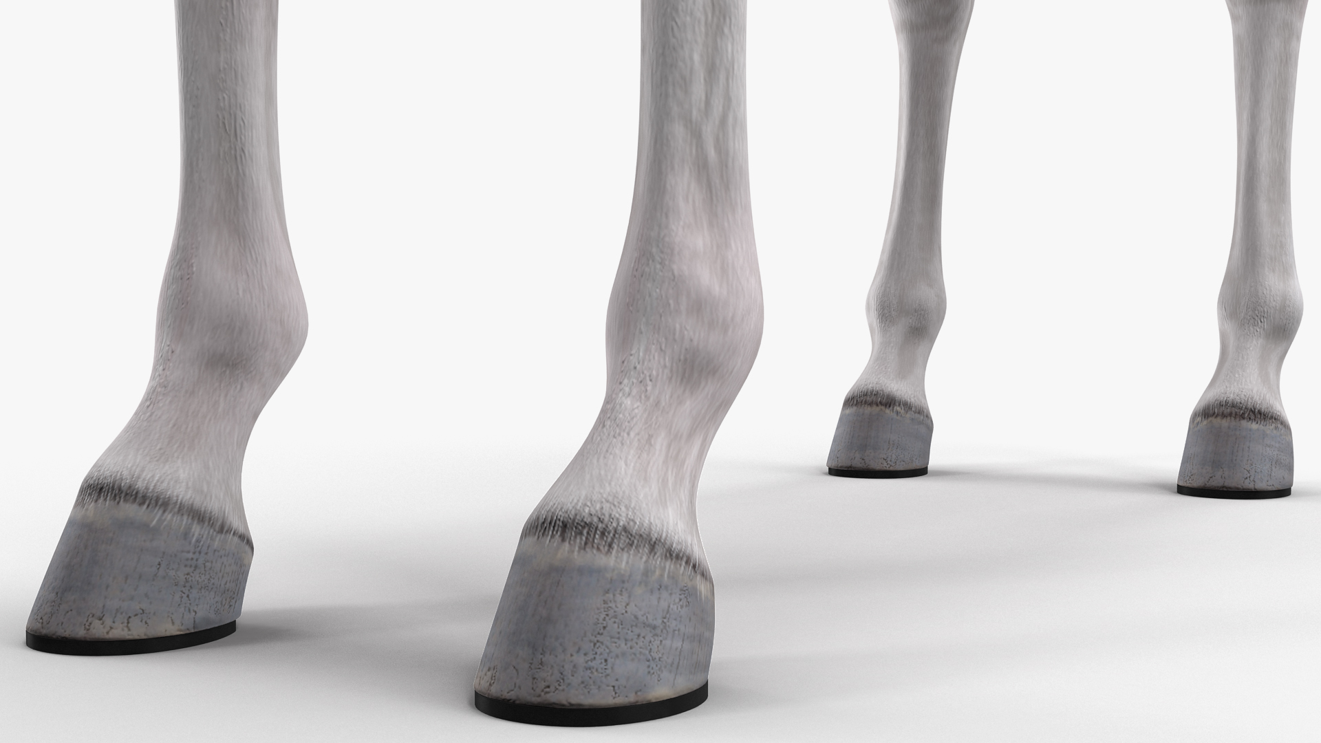 3D White Horse Rigged model