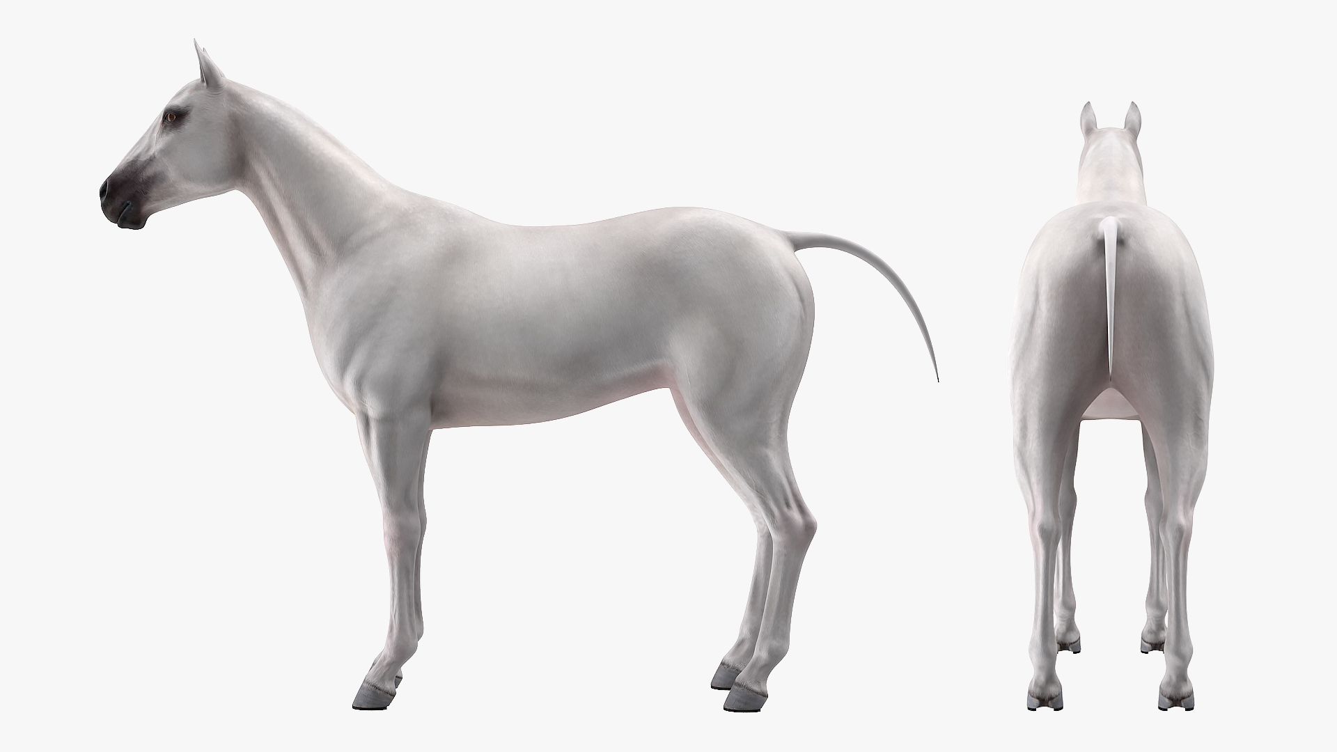 3D White Horse Rigged model