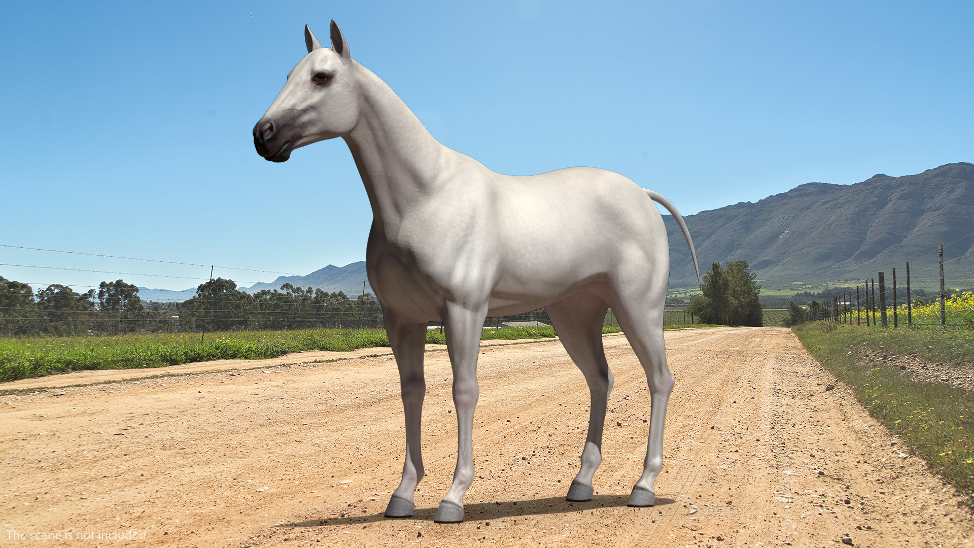 3D White Horse Rigged model