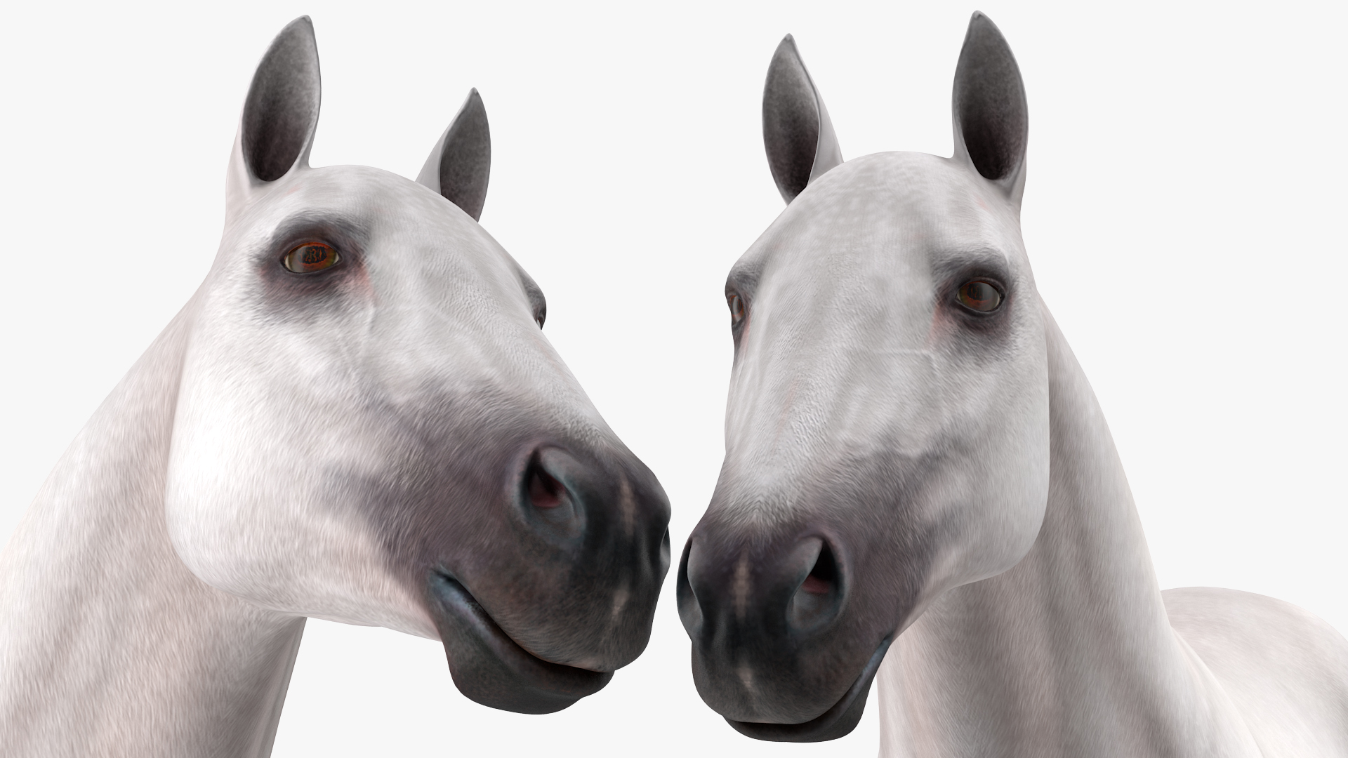 3D White Horse Rigged model