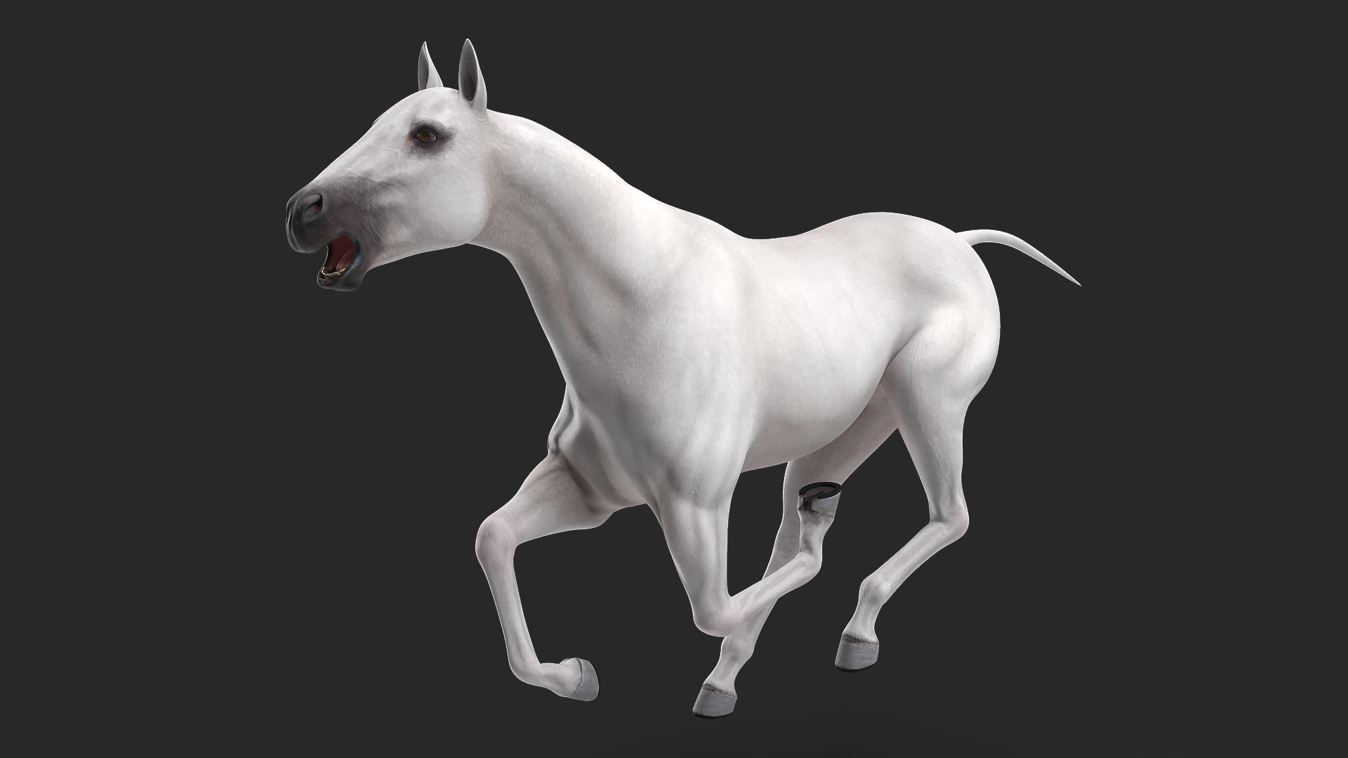 3D White Horse Rigged model