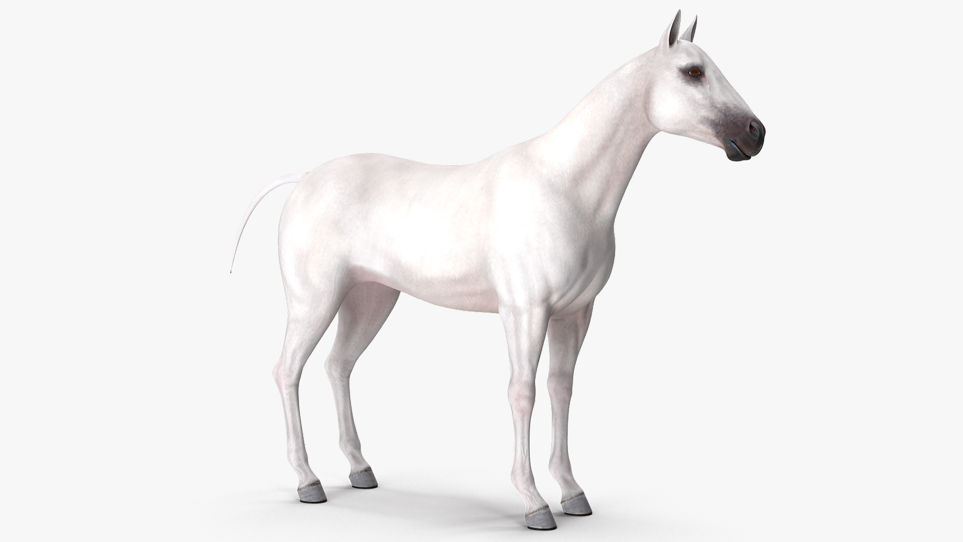 3D White Horse Rigged model