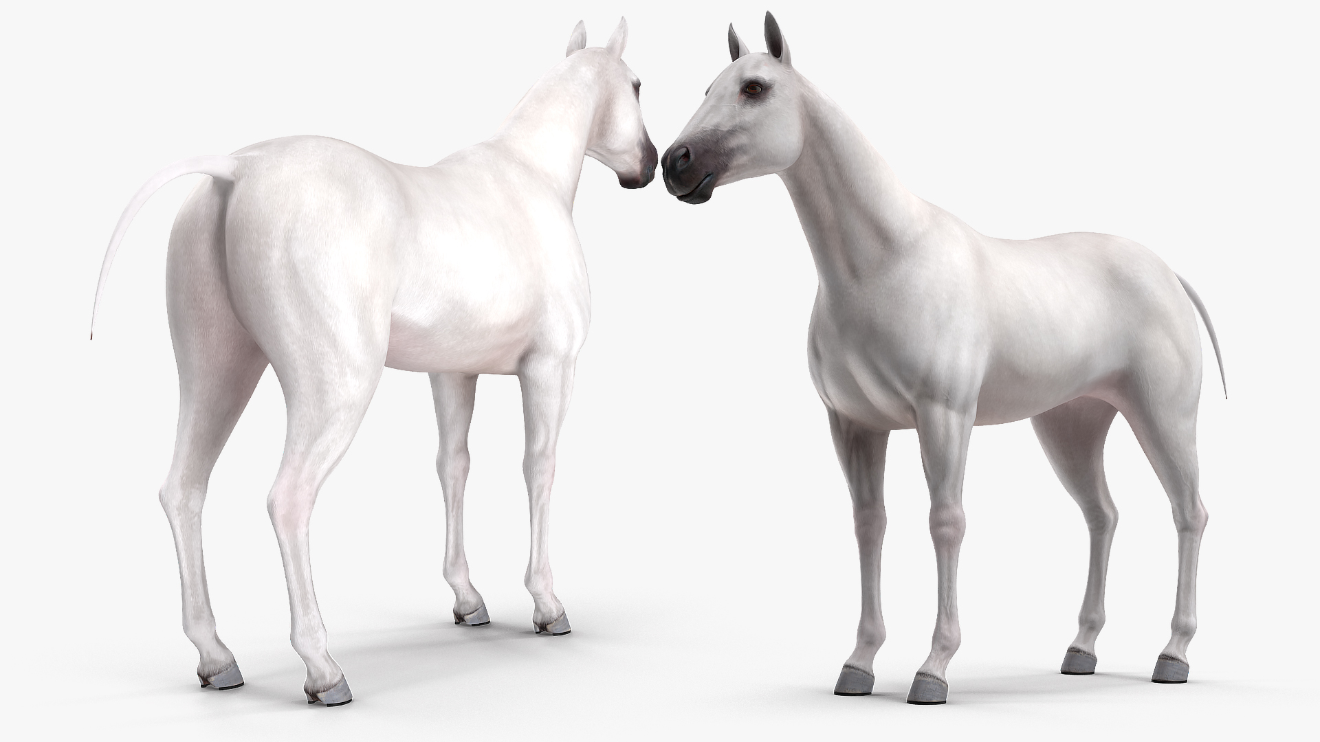 3D White Horse Rigged model