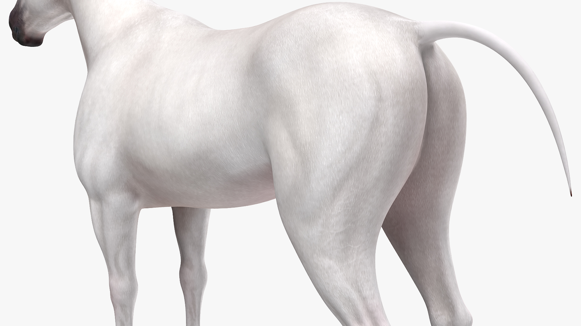 3D White Horse Rigged model