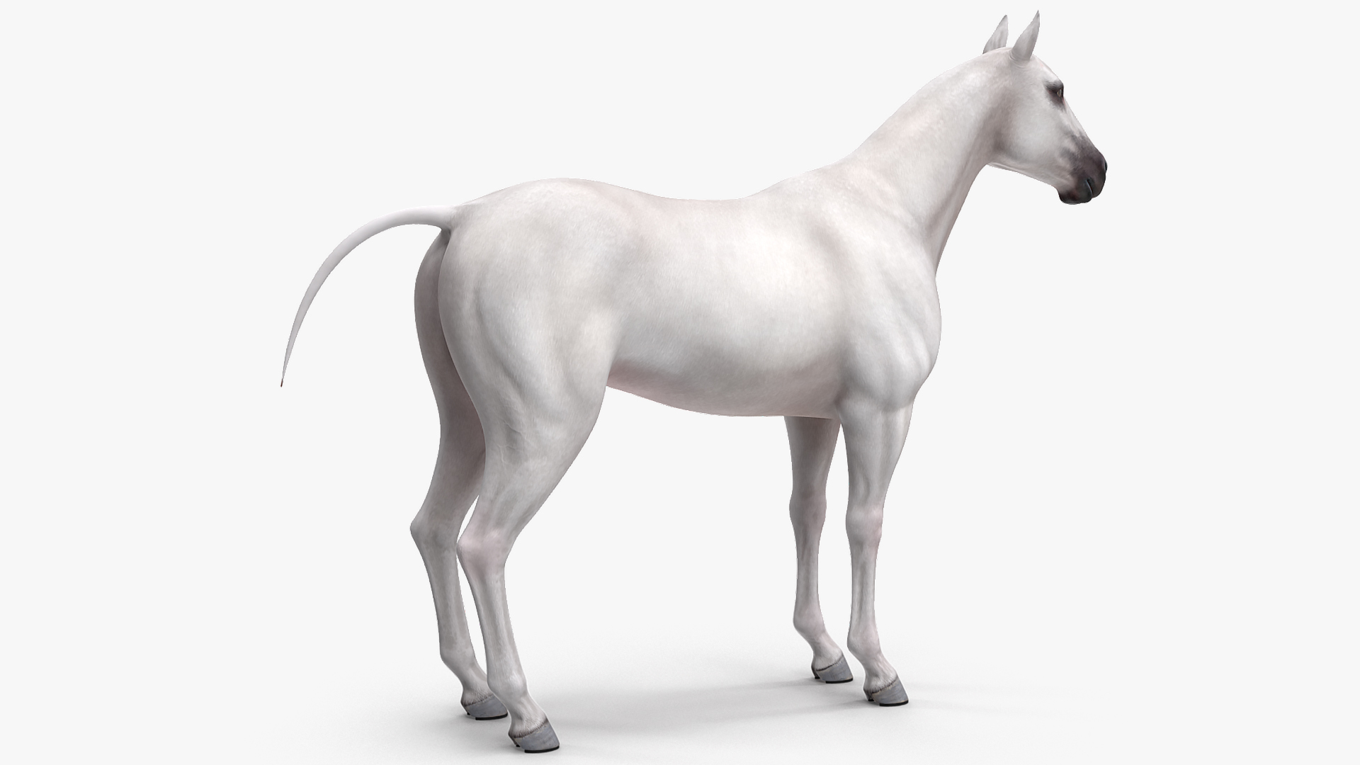 3D White Horse Rigged model