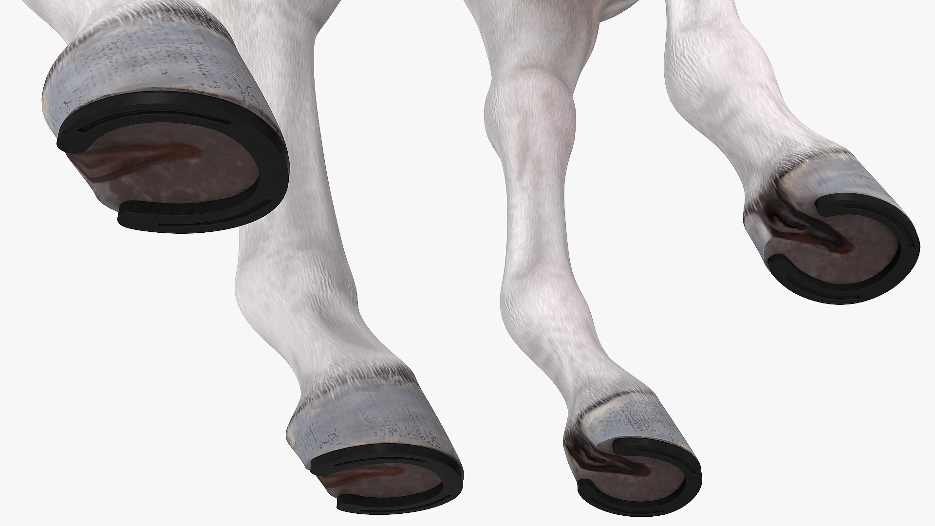 3D White Horse Rigged model