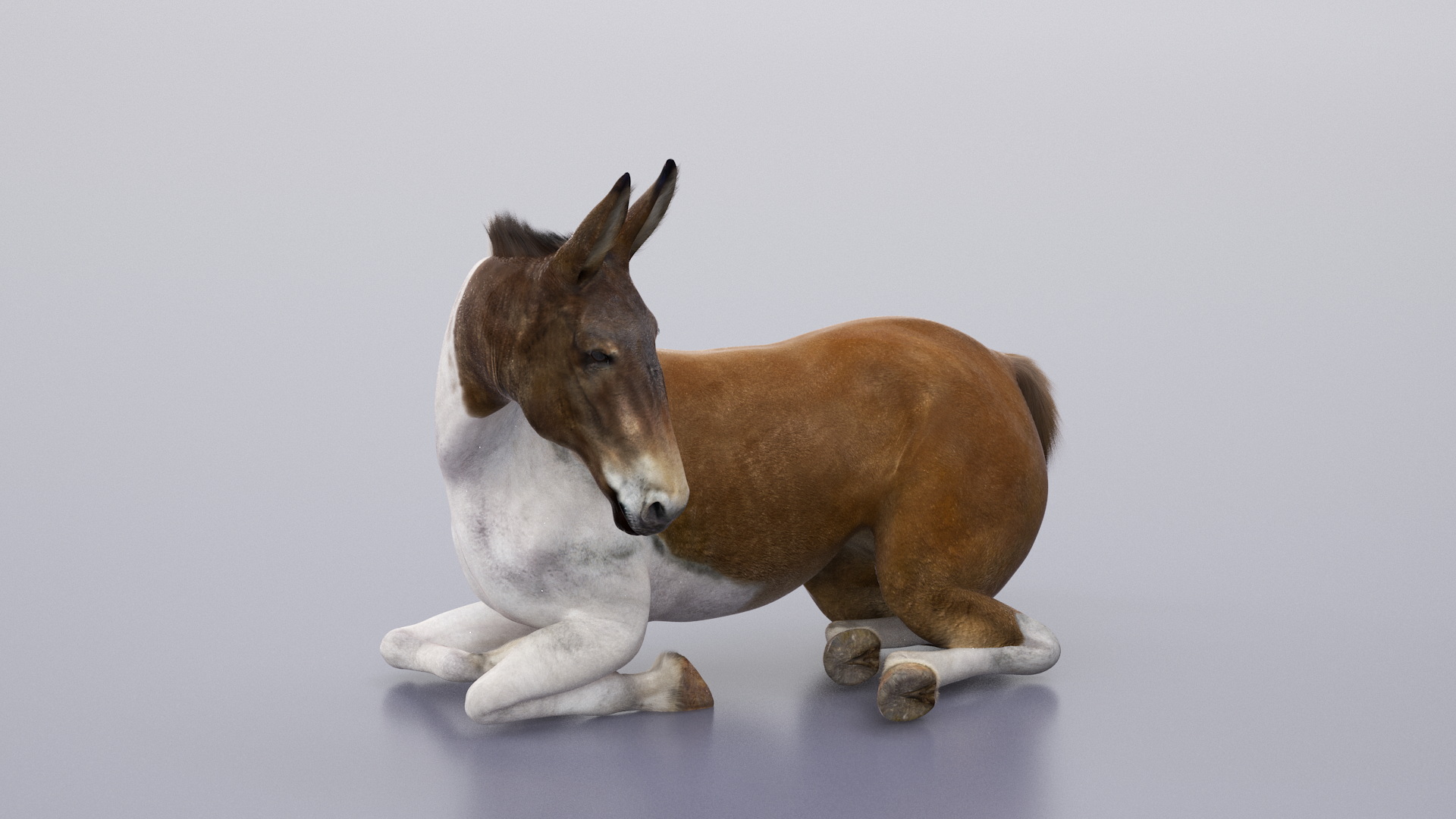 Lying Mule Fur 3D model