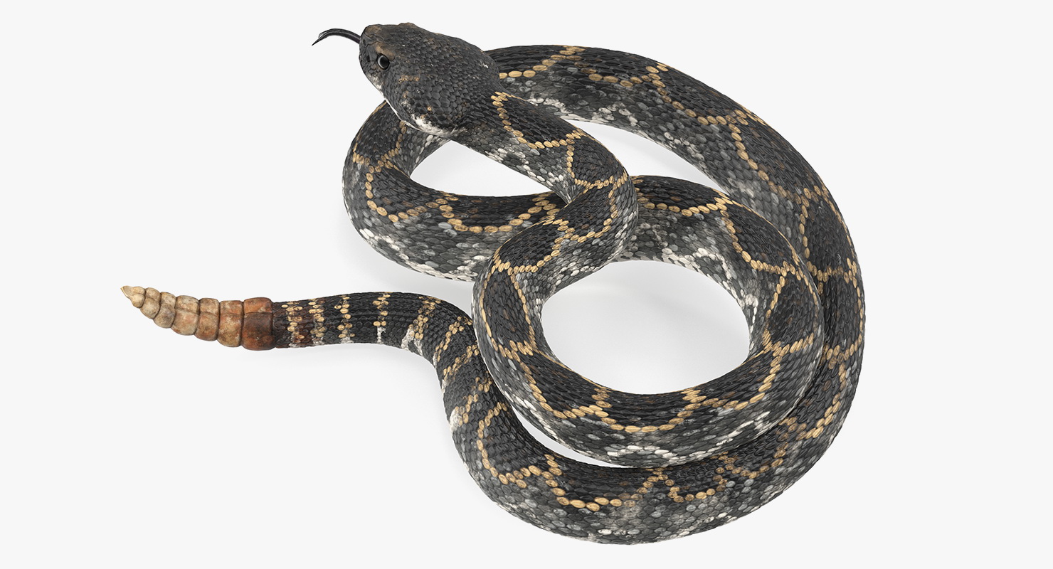 3D Dark Rattlesnake