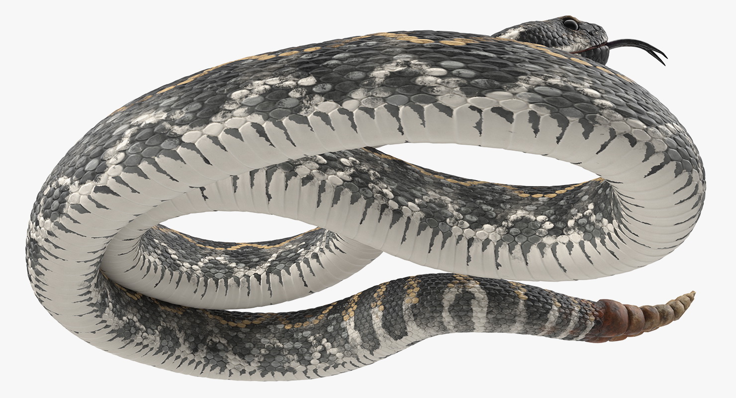 3D Dark Rattlesnake