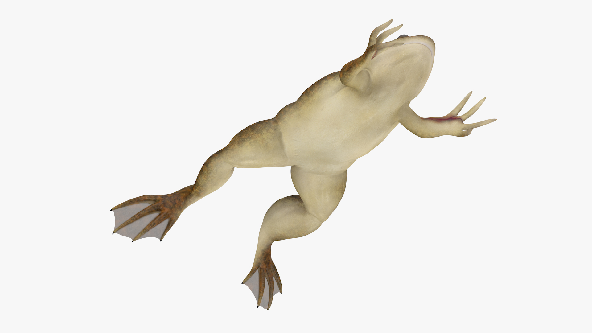 3D African Claw-toe Frog Jump Pose