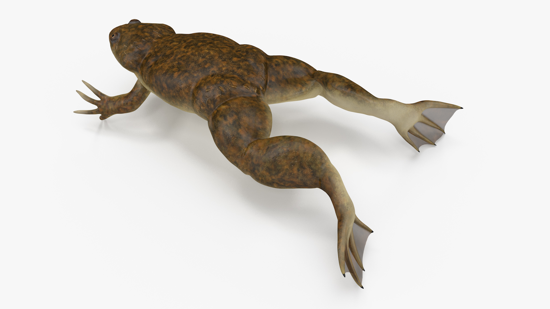 3D African Claw-toe Frog Jump Pose