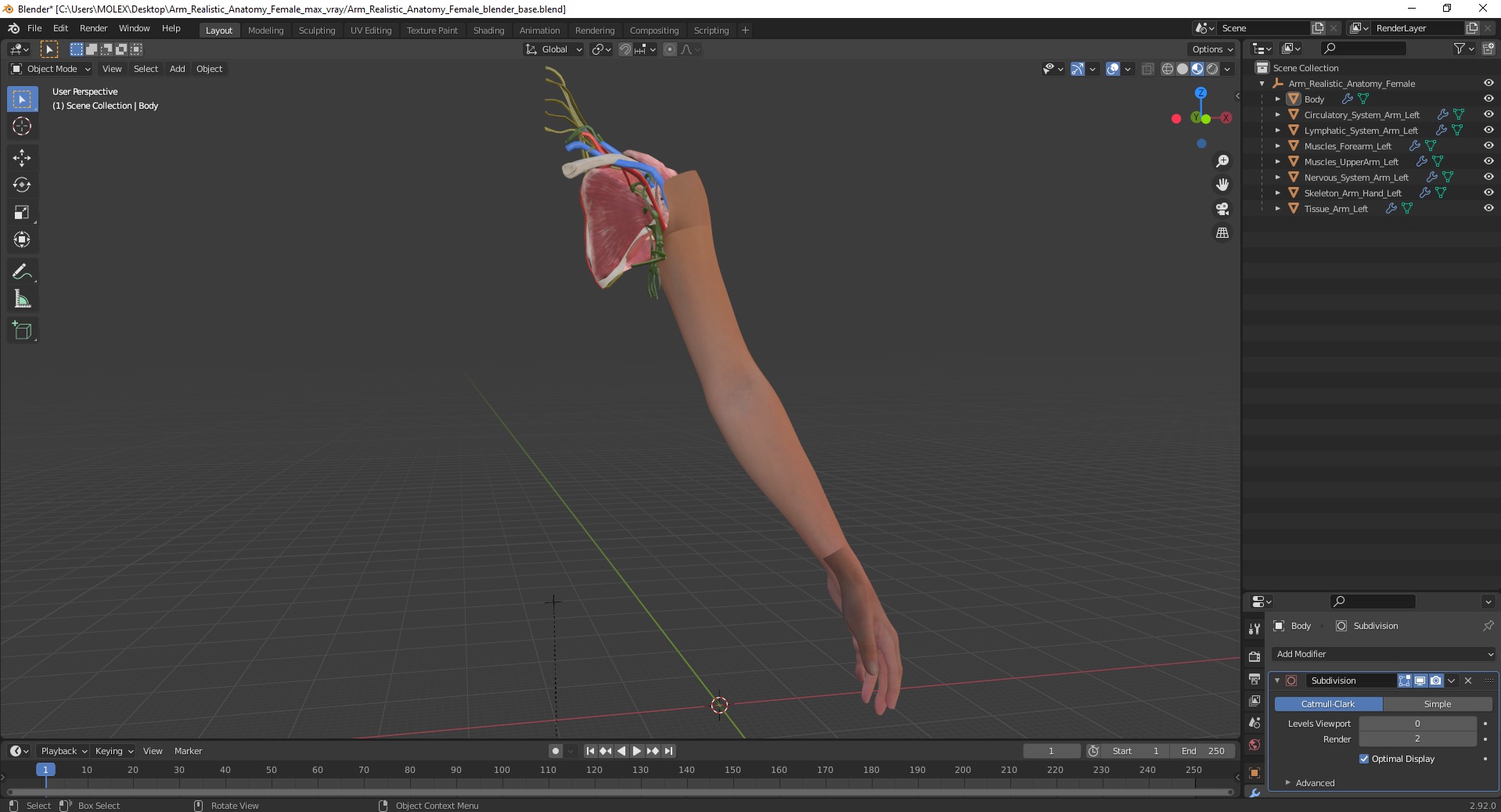 3D Arm Realistic Anatomy Female model