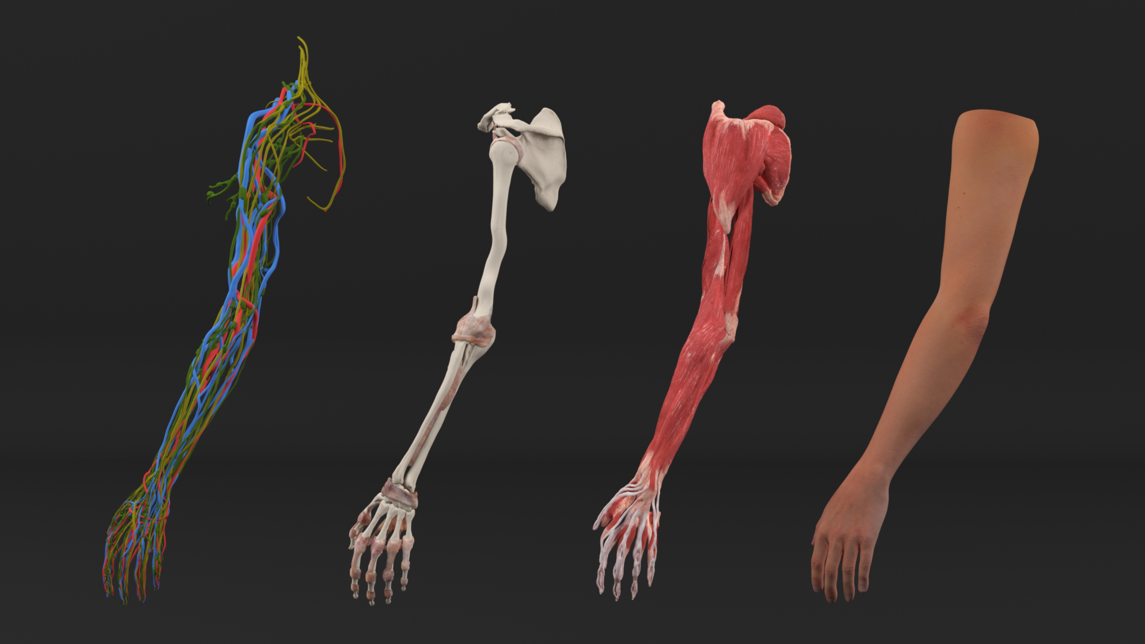 3D Arm Realistic Anatomy Female model