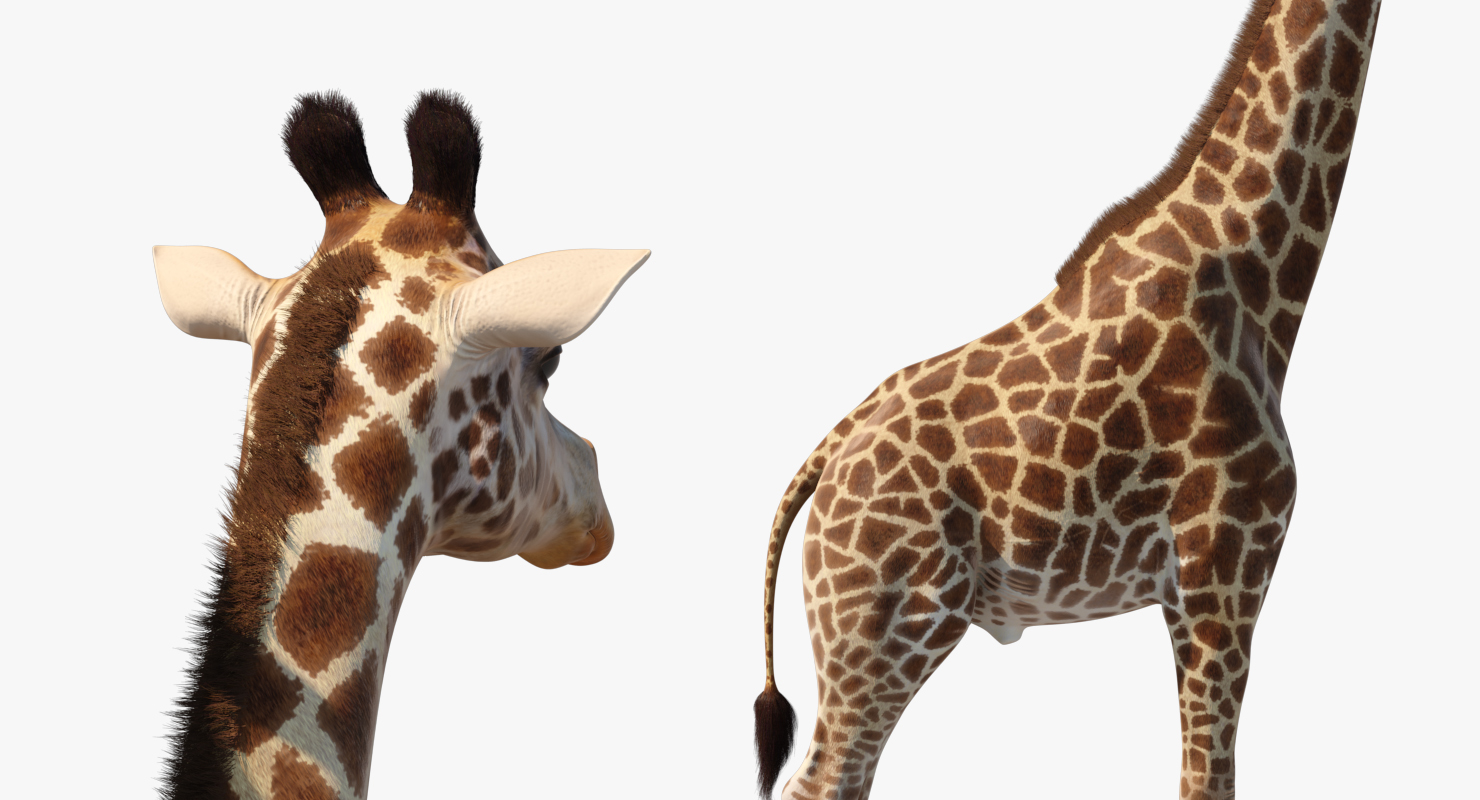 3D African Giraffe Fur Rigged