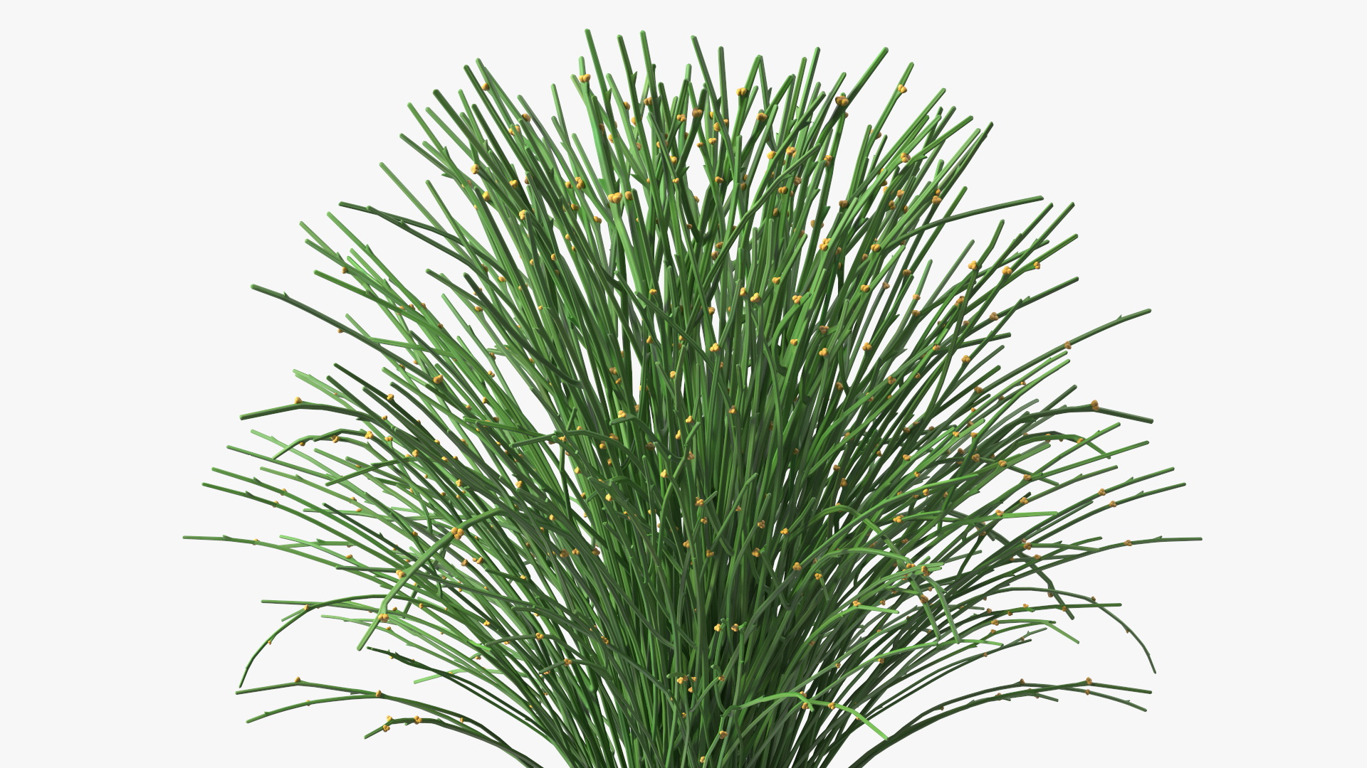 3D model Whisk Fern