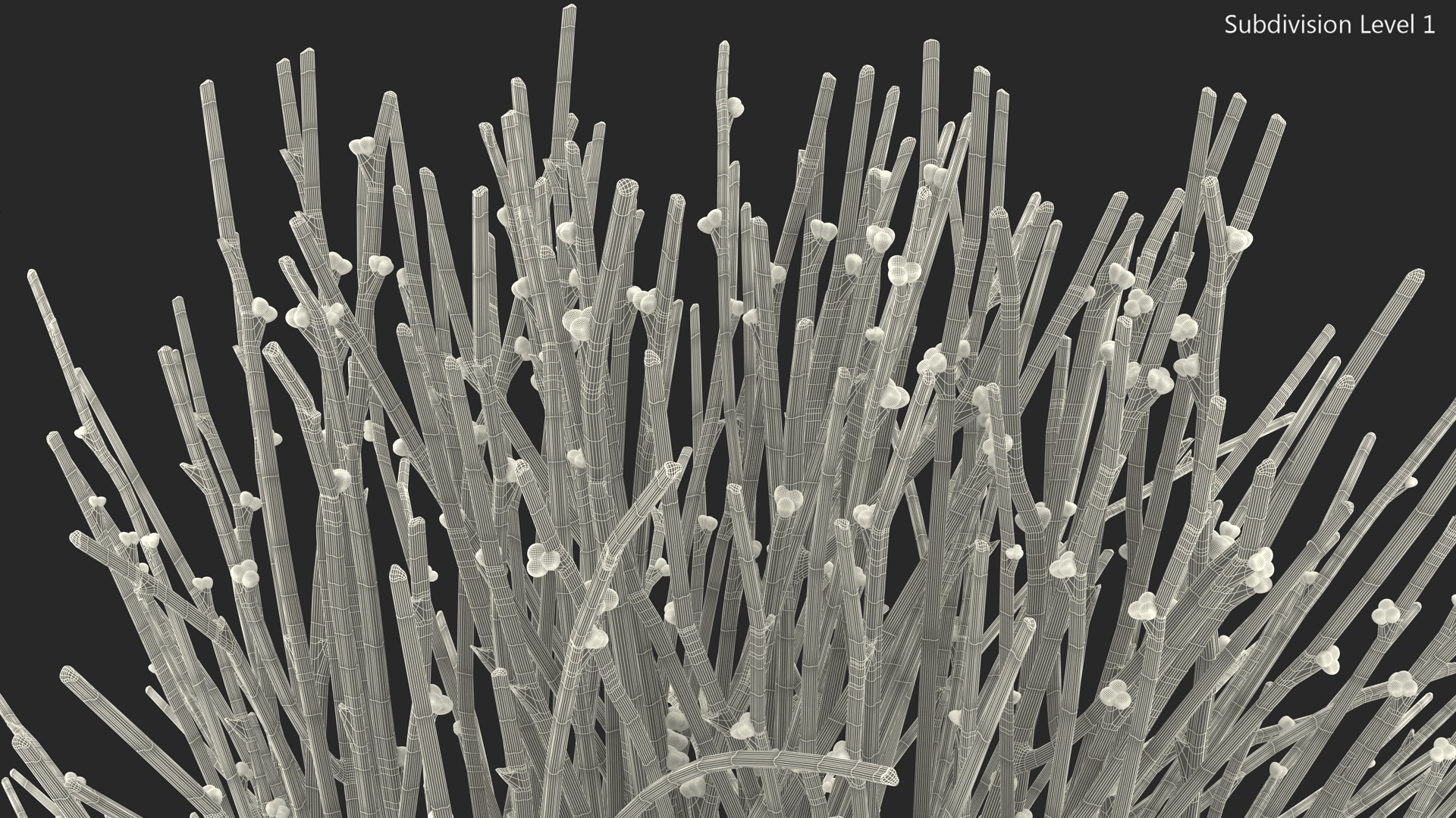 3D model Whisk Fern