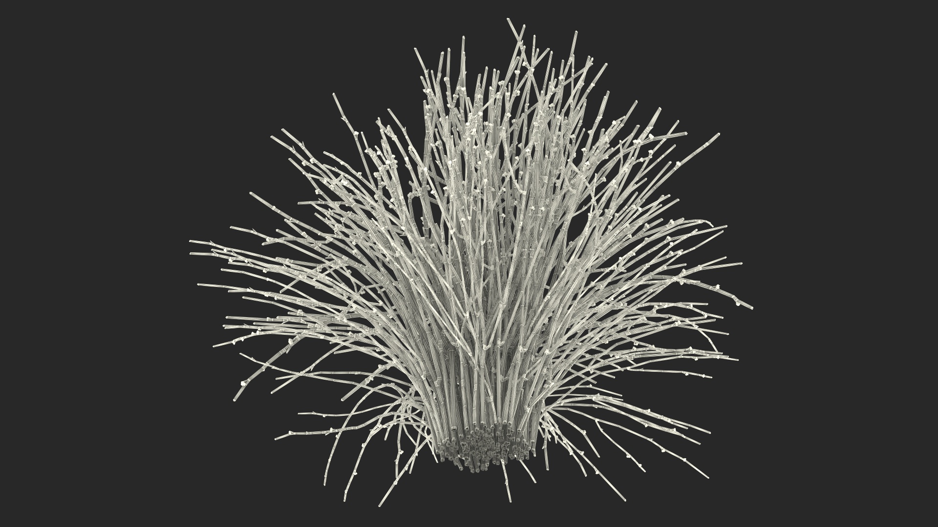 3D model Whisk Fern