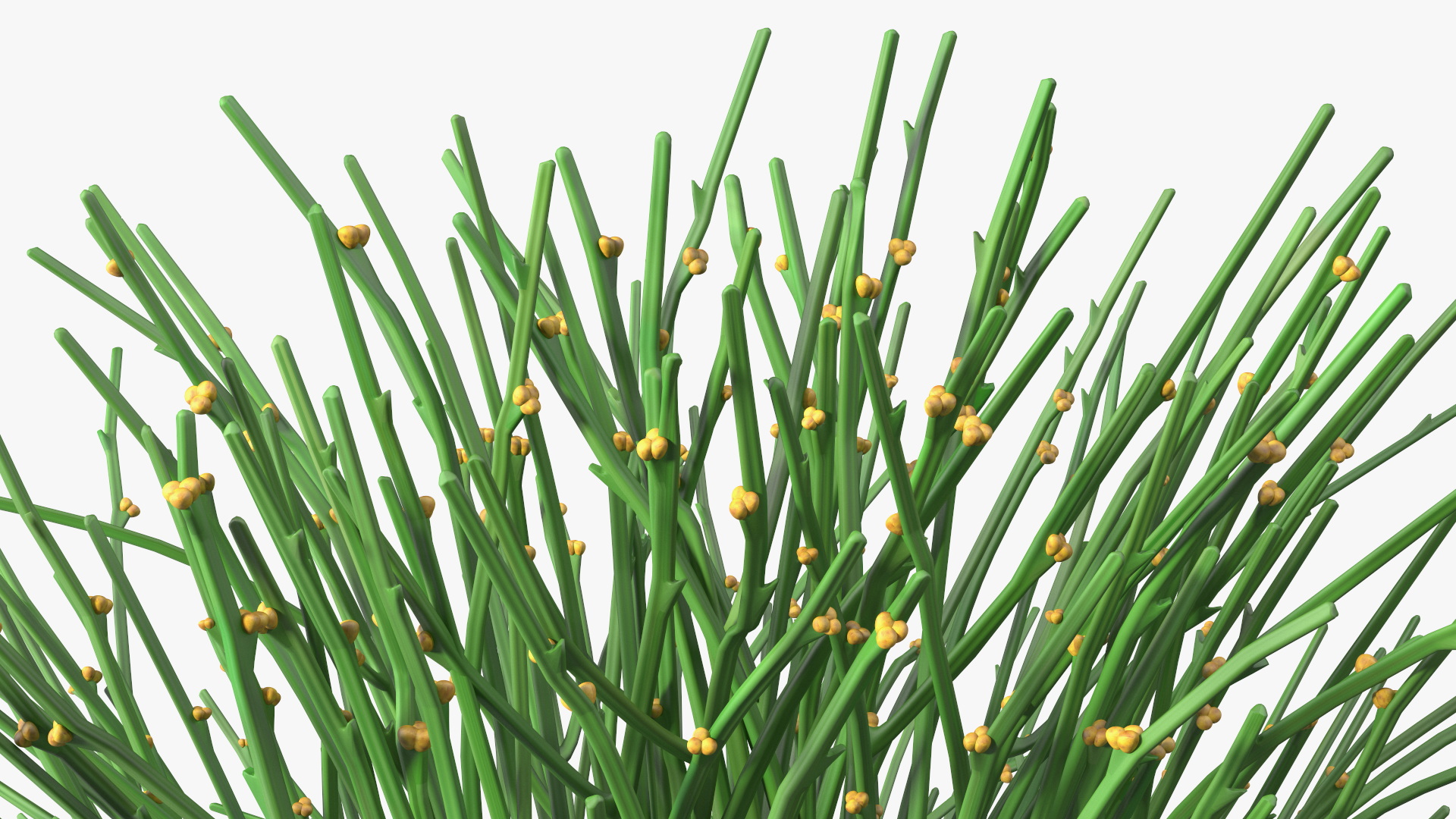 3D model Whisk Fern