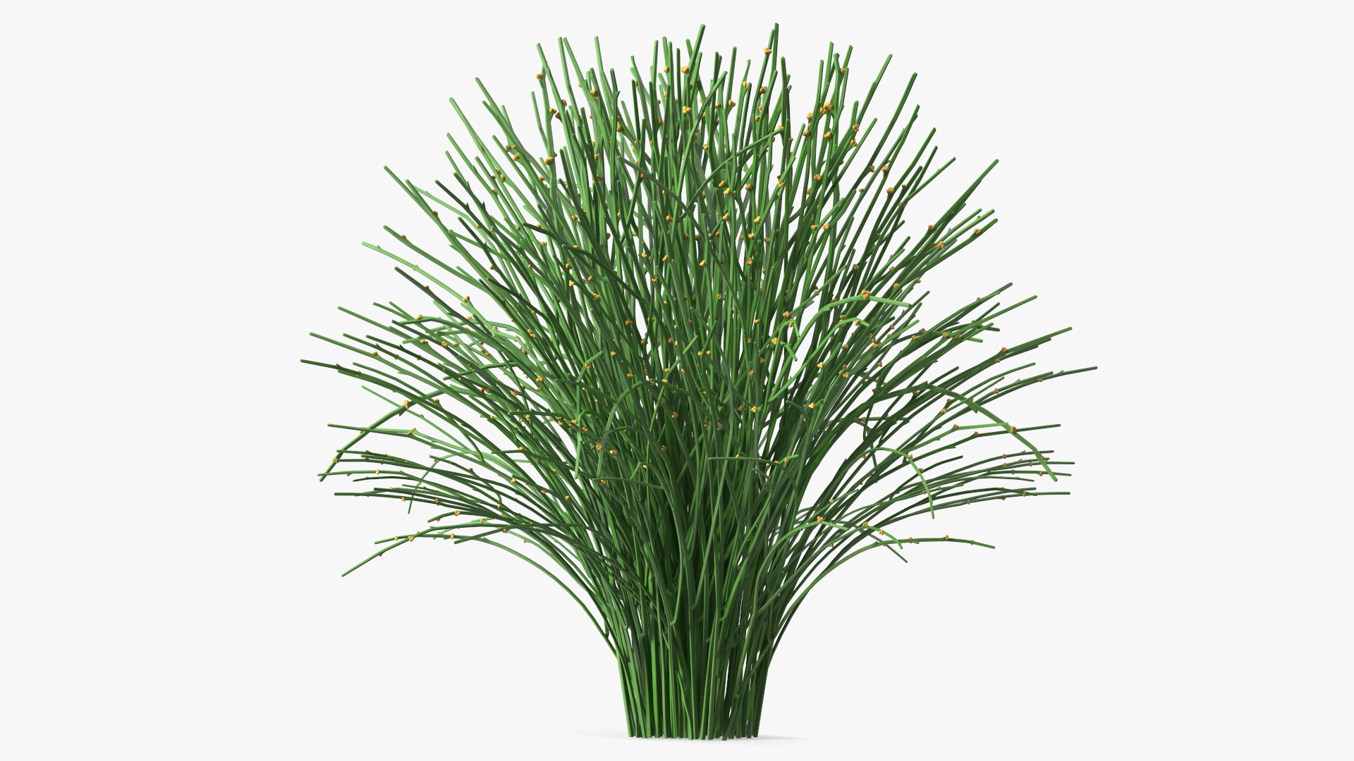 3D model Whisk Fern