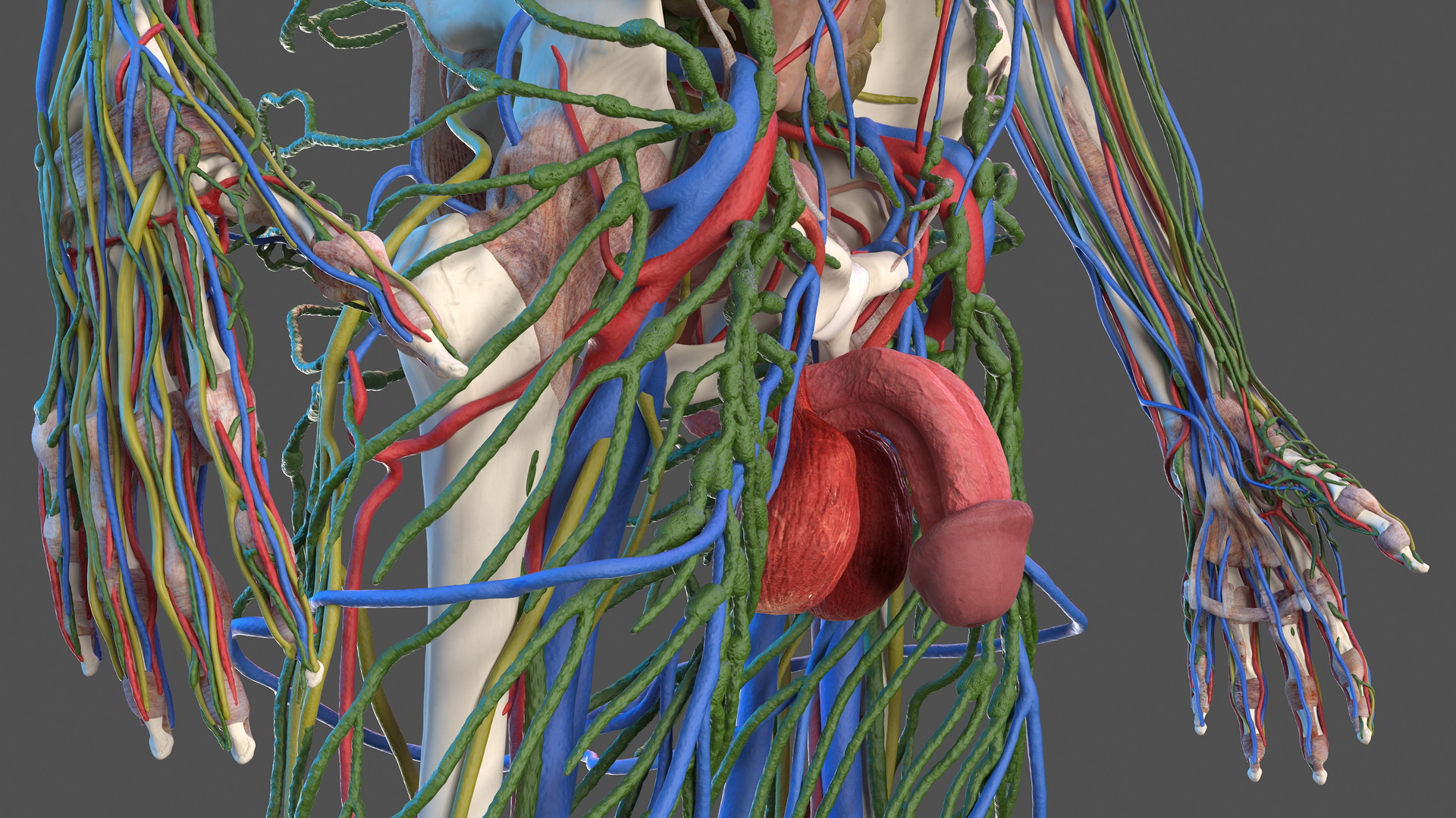 3D Male Skeleton Internal Organs Anatomy and Skin