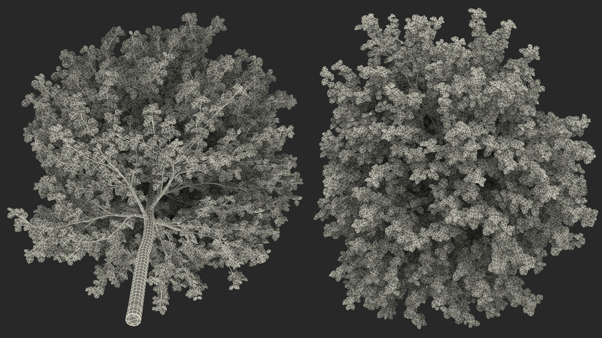 3D Cockspur Hawthorn Small model