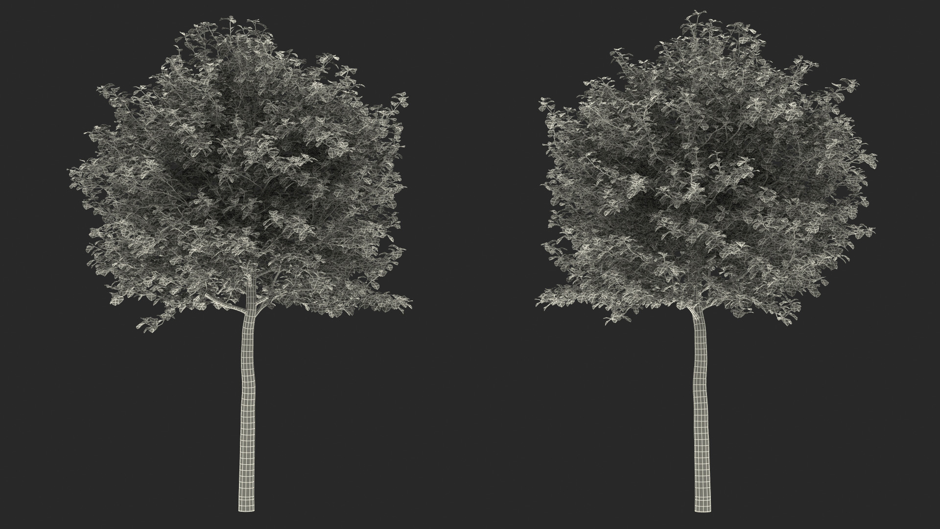 3D Cockspur Hawthorn Small model