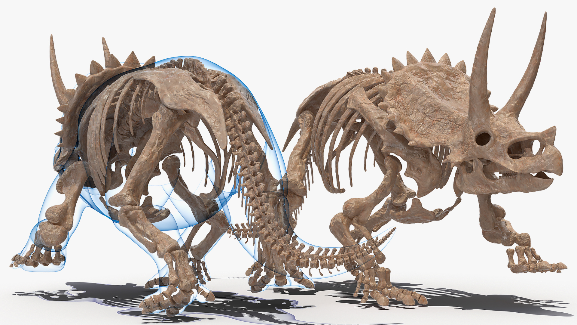 Triceratops Skeleton Fossil with Transparent Skin 3D model