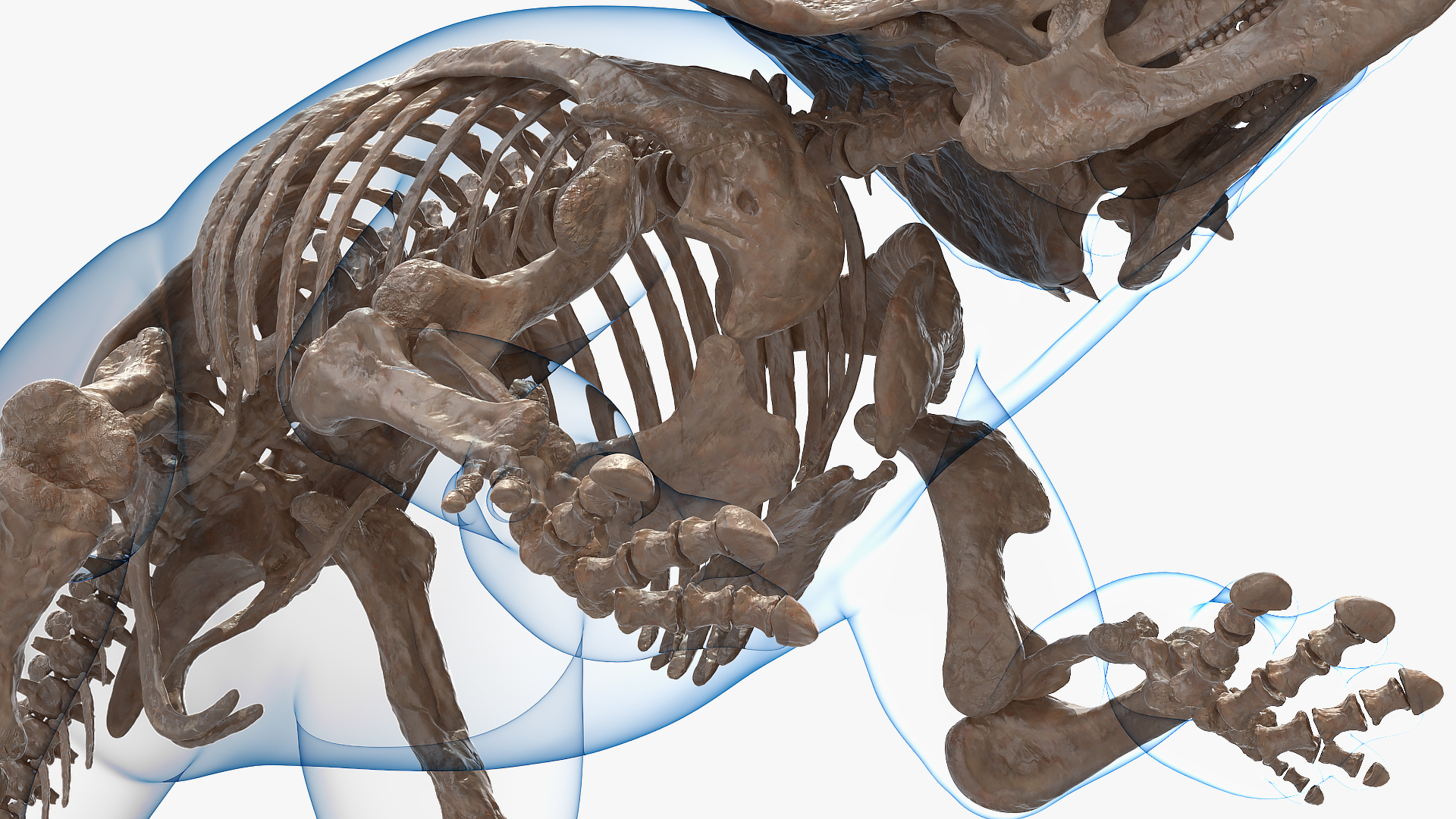 Triceratops Skeleton Fossil with Transparent Skin 3D model