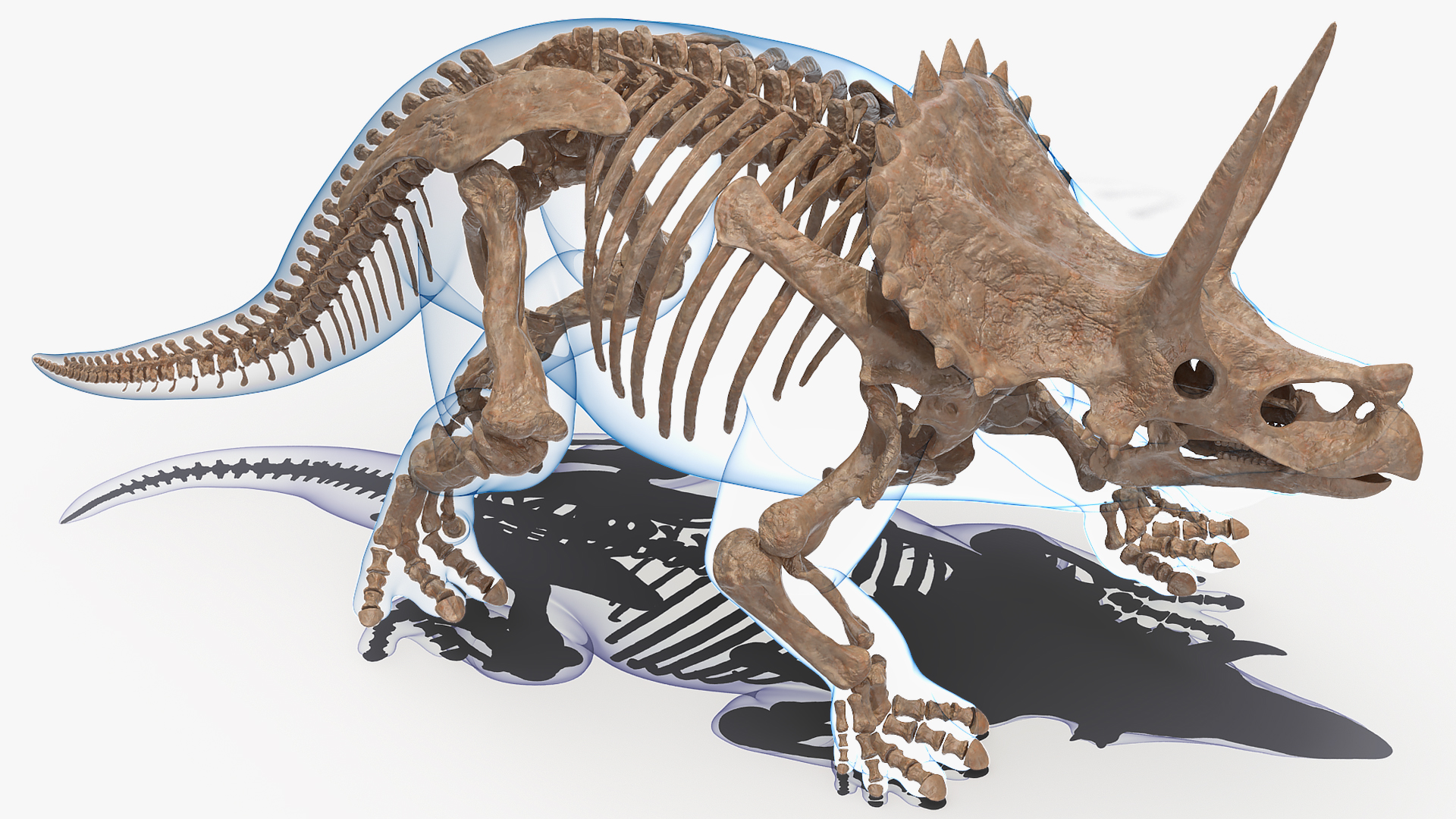 Triceratops Skeleton Fossil with Transparent Skin 3D model