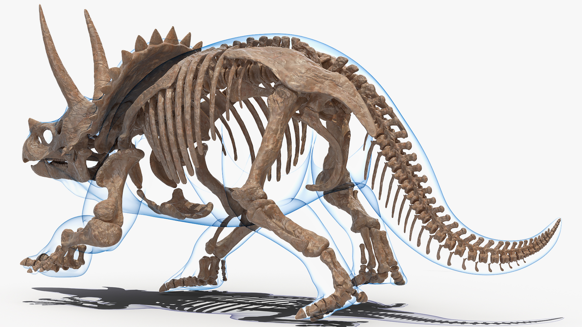 Triceratops Skeleton Fossil with Transparent Skin 3D model