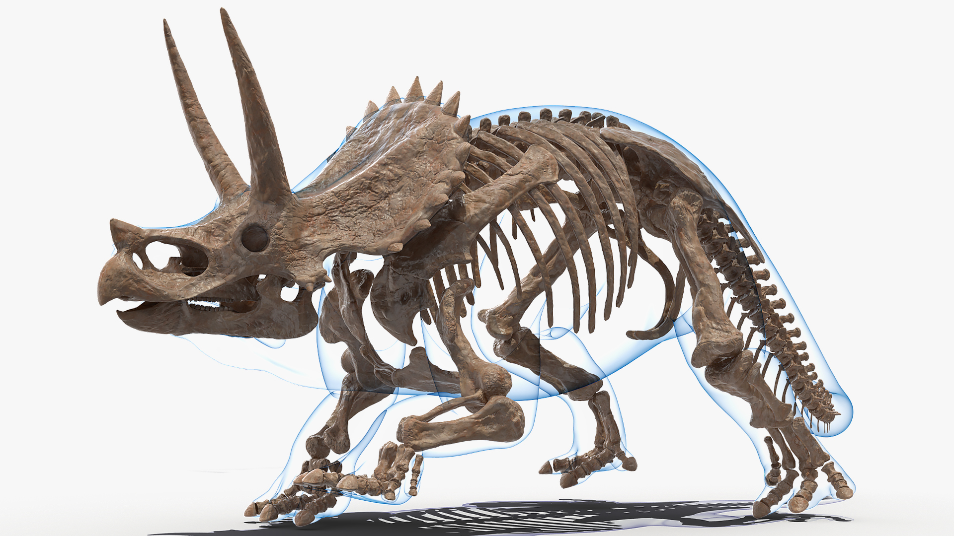 Triceratops Skeleton Fossil with Transparent Skin 3D model