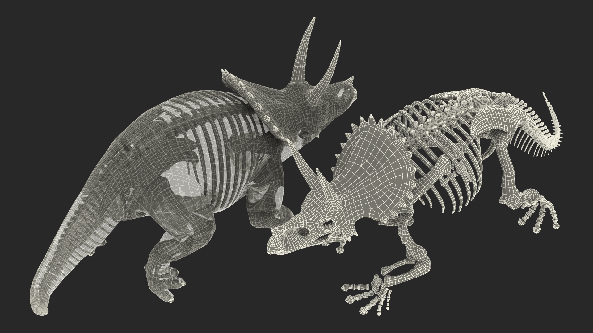 Triceratops Skeleton Fossil with Transparent Skin 3D model