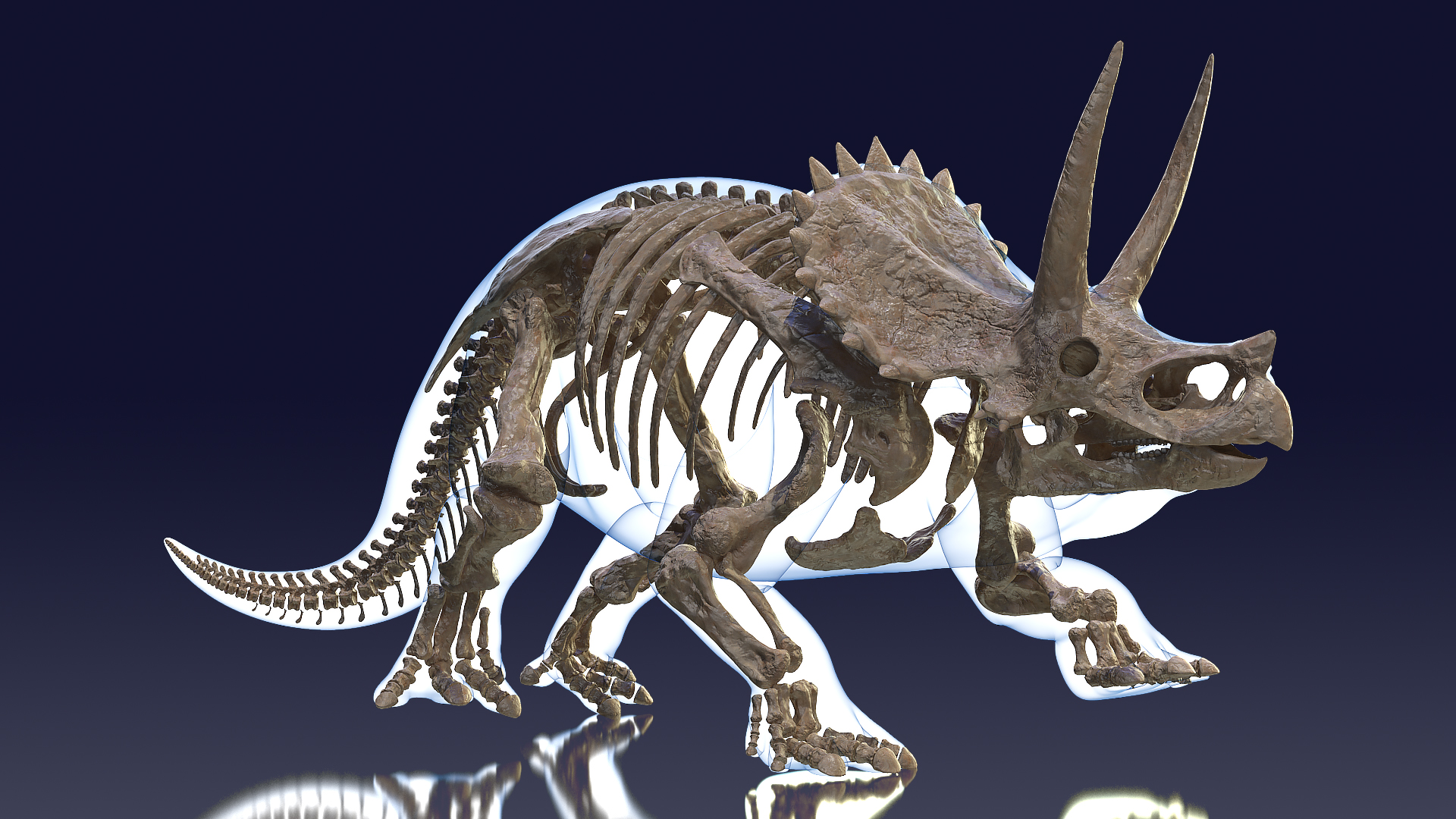 Triceratops Skeleton Fossil with Transparent Skin 3D model