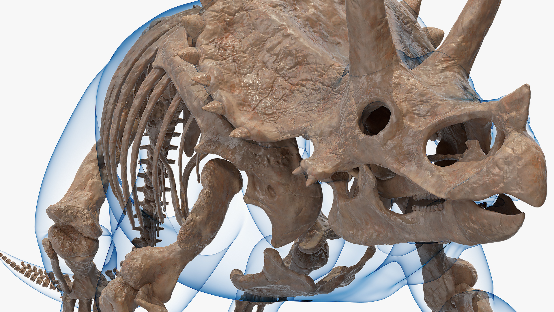 Triceratops Skeleton Fossil with Transparent Skin 3D model