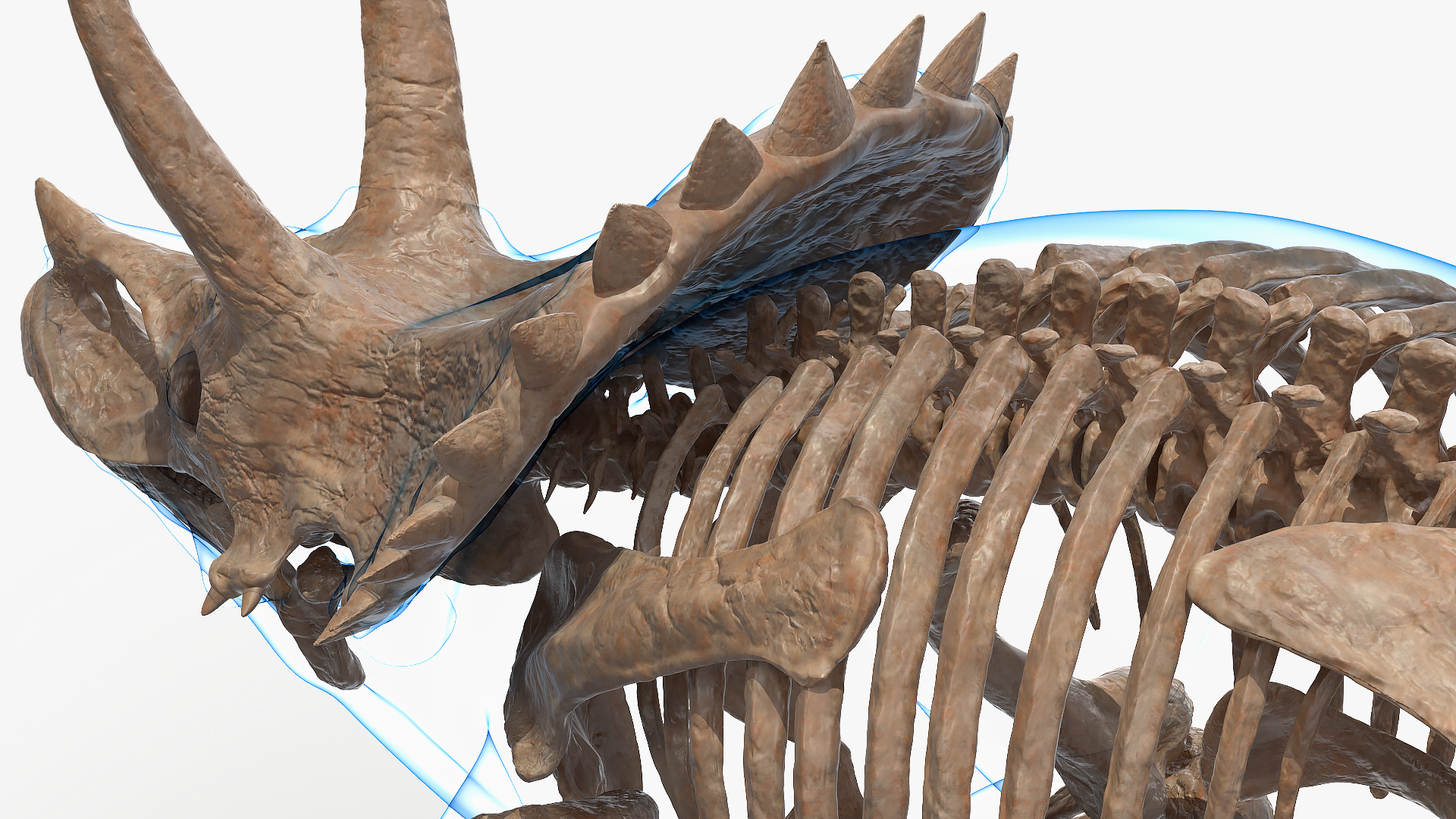 Triceratops Skeleton Fossil with Transparent Skin 3D model